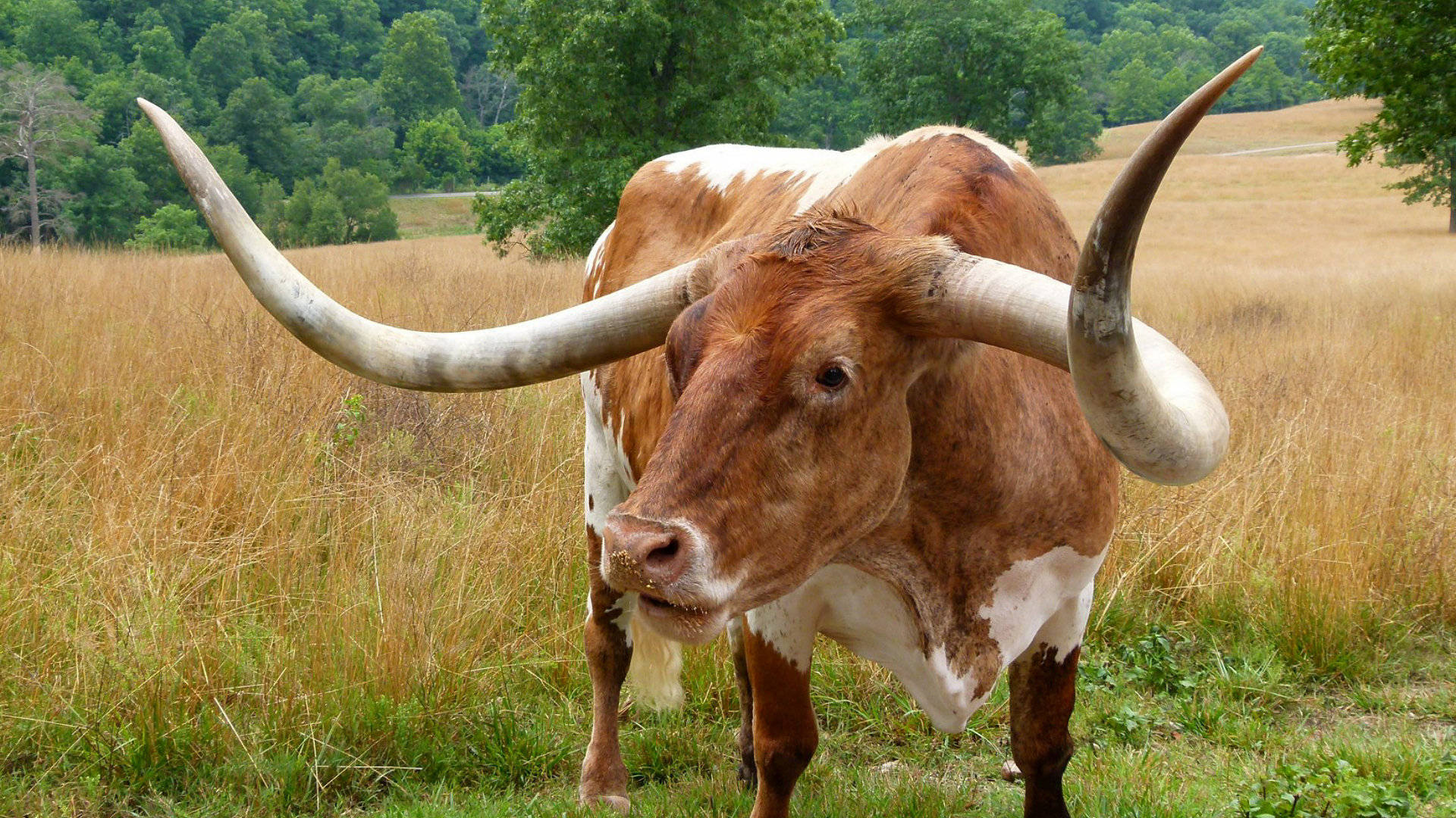 cute brown cow, curved horns, sunlit field, Full HD Desktop Wallpaper