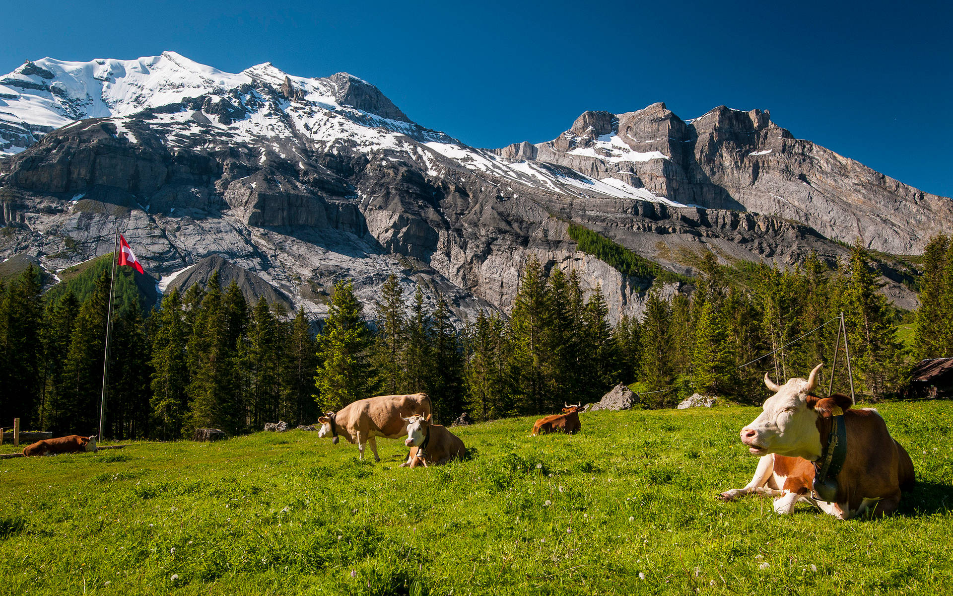 Cute Cows, sunlit green meadow, snow-capped Swiss Alps, Full HD Desktop Wallpaper