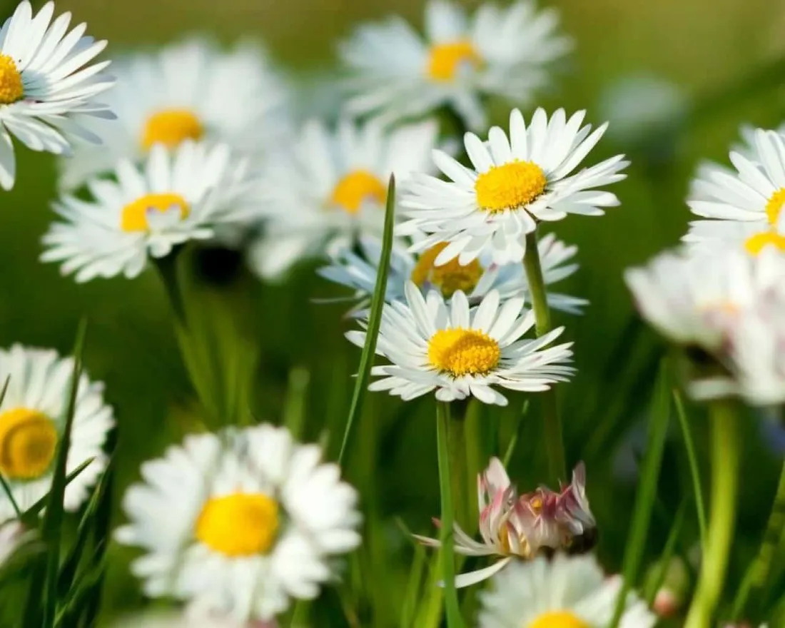 Cute Daisy