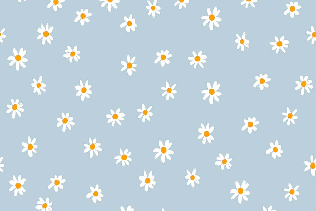 cute daisy, soft blue background, simple white daisies, SD Desktop Wallpaper