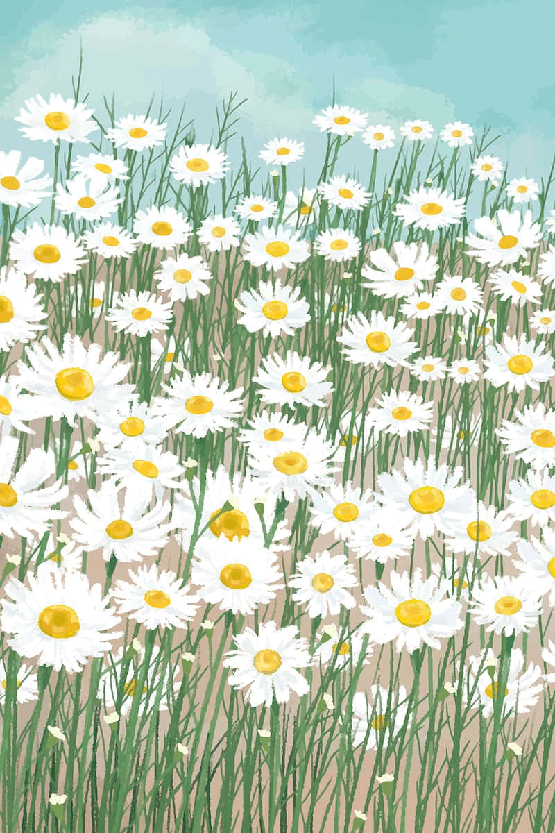 white daisies, yellow centers, soft blue sky, SD Phone Wallpaper