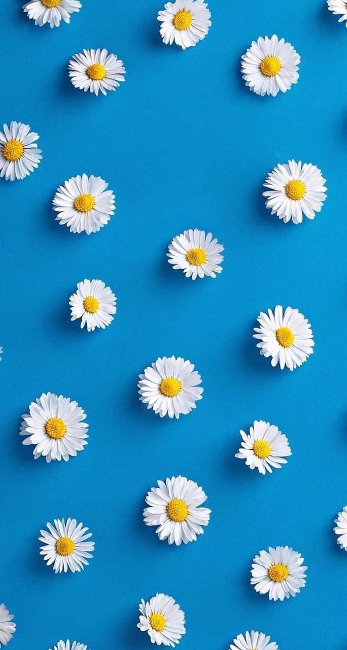 Cute Daisy, white daisies, yellow centers, HD Phone Wallpaper