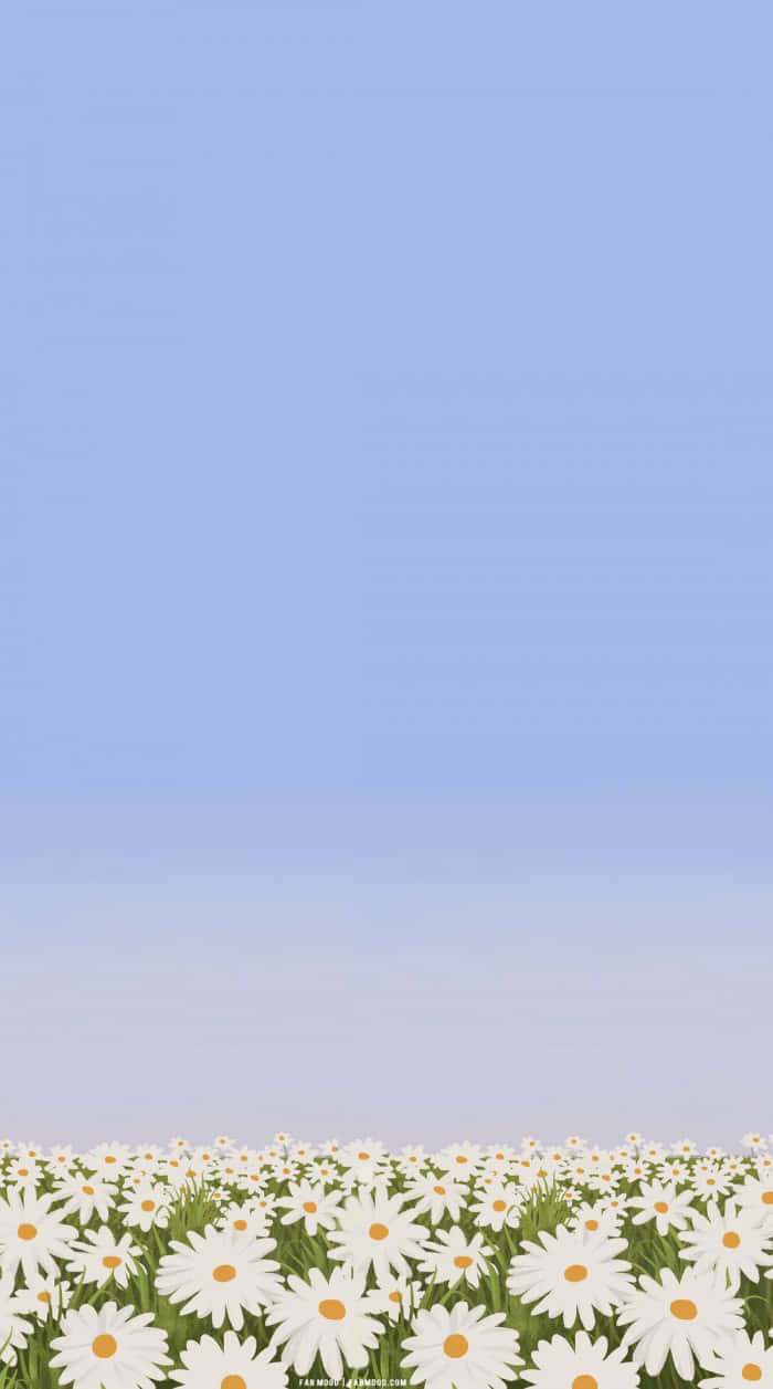 white daisies, yellow centers, soft blue sky, SD Phone Wallpaper
