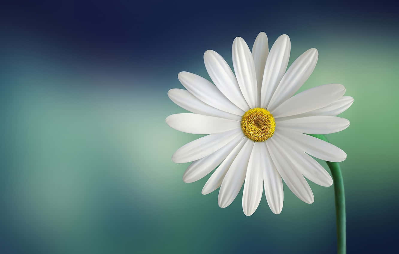cute daisy, marguerite flower, white daisy, HD Desktop Wallpaper