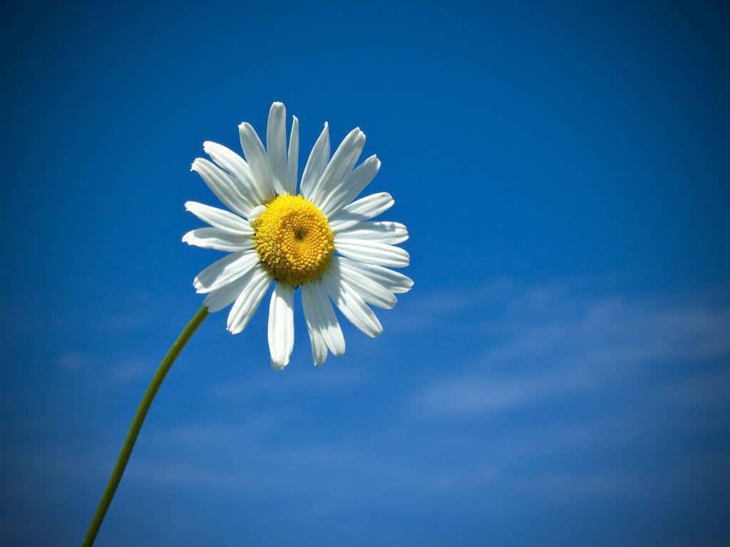 Cute Daisy, daisy, white petals, SD Desktop Wallpaper