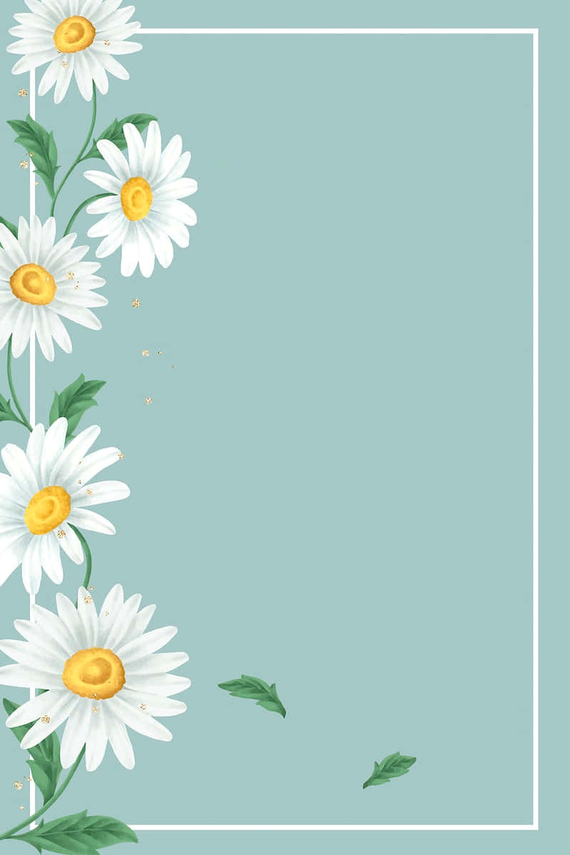 Cute Daisy, white daisies, yellow centers, SD Phone Wallpaper