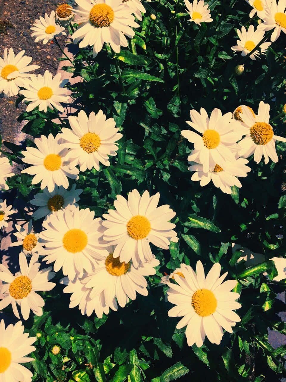 Cute Daisy, vintage sepia, white daisies, HD Phone Wallpaper