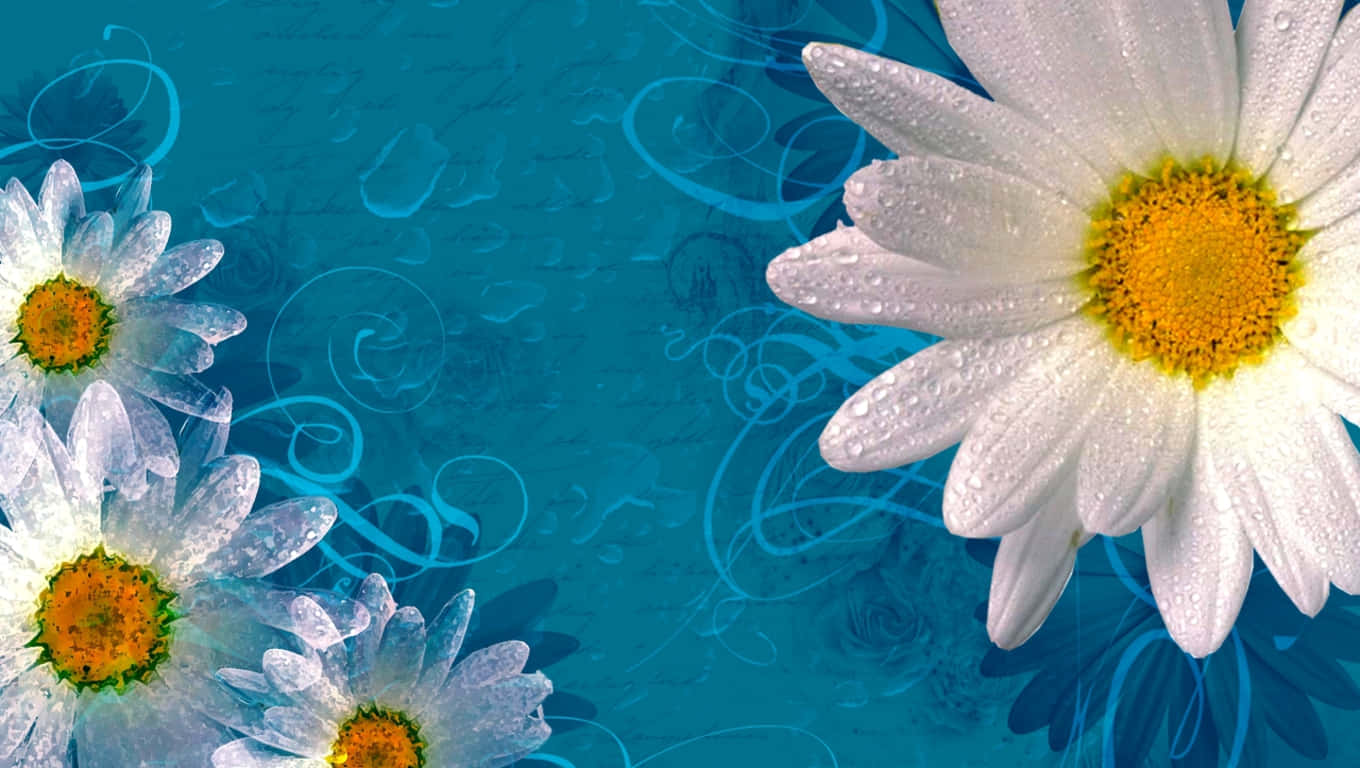 Cute Daisy, white daisies, dewdrops, HD Desktop Wallpaper