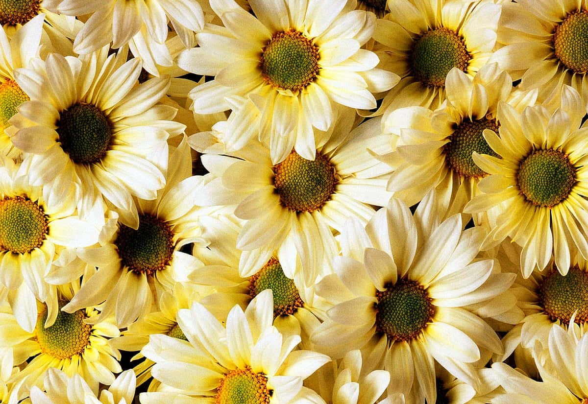 cute daisy, creamy yellow daisies, green centers, SD Desktop Wallpaper