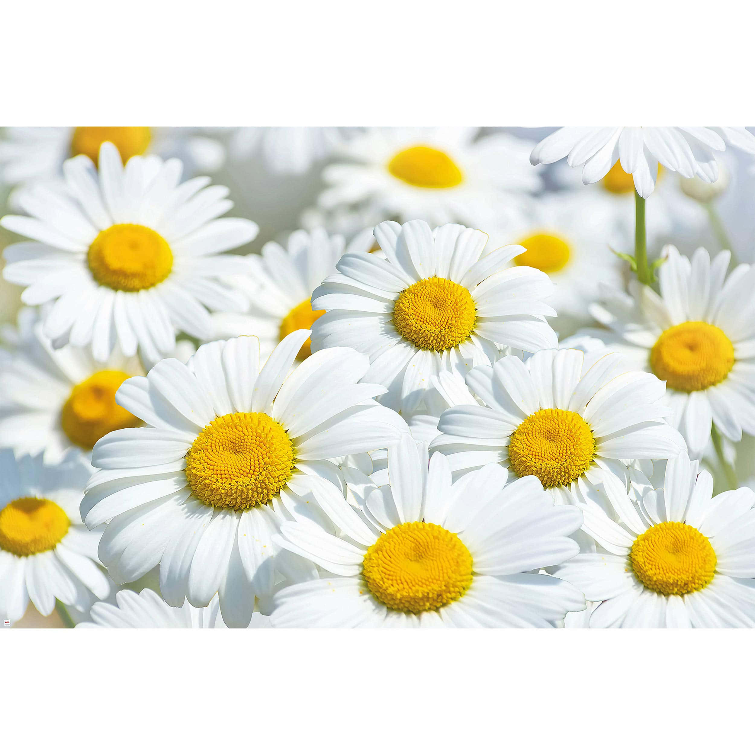 Cute Daisy, daisies, bright yellow centers, Full HD Desktop Wallpaper
