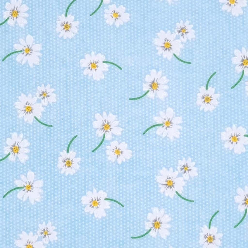 Cute Daisy, white daisies, yellow centers, SD Desktop Wallpaper