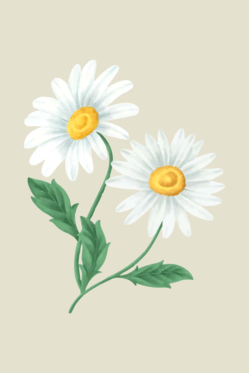 Cute Daisy, vintage watercolor art, white petals, SD Phone Wallpaper