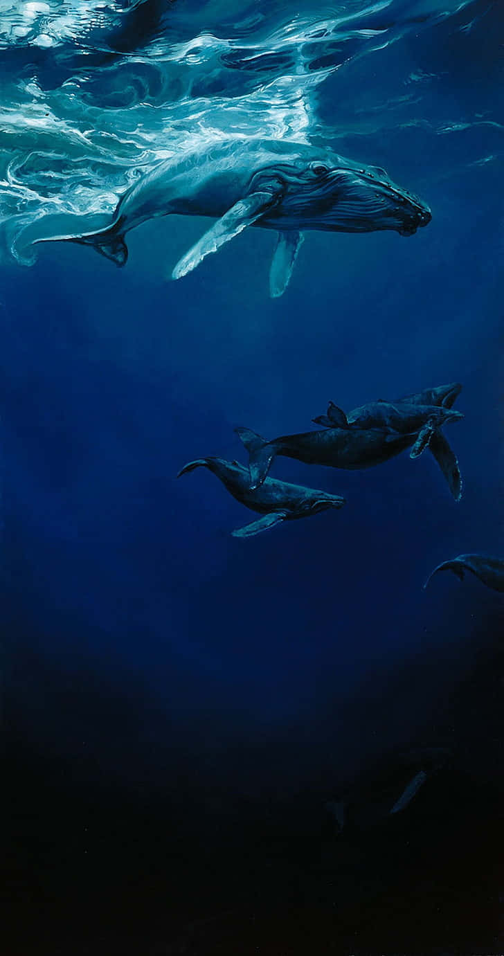 humpback whale, young, sunlit surface, HD Phone Wallpaper