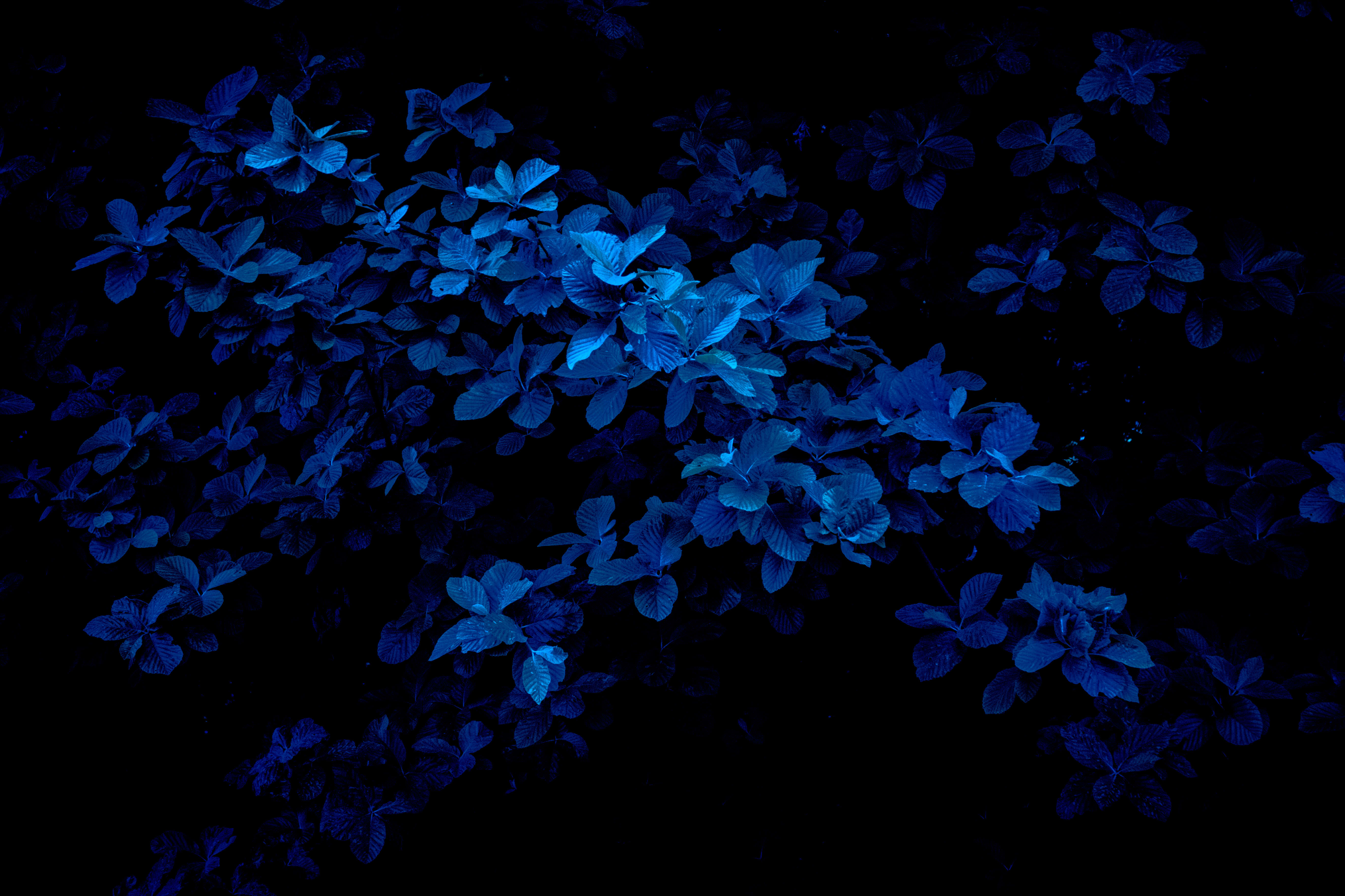 dark blue, glowing blue leaves, pitch black background, 5K Desktop Wallpaper