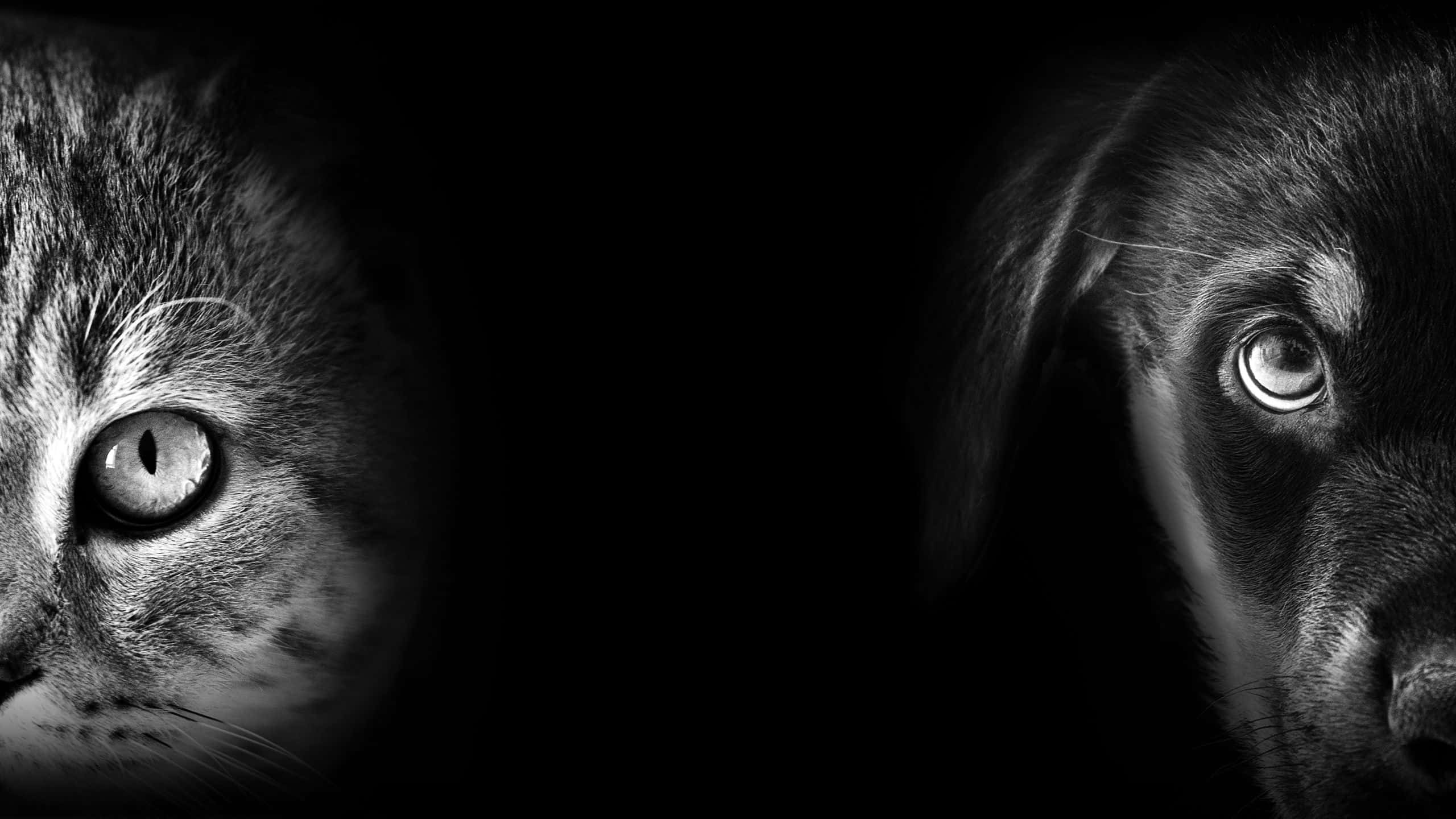 Cute Dark, black and white, cat's face, 2K Desktop Wallpaper