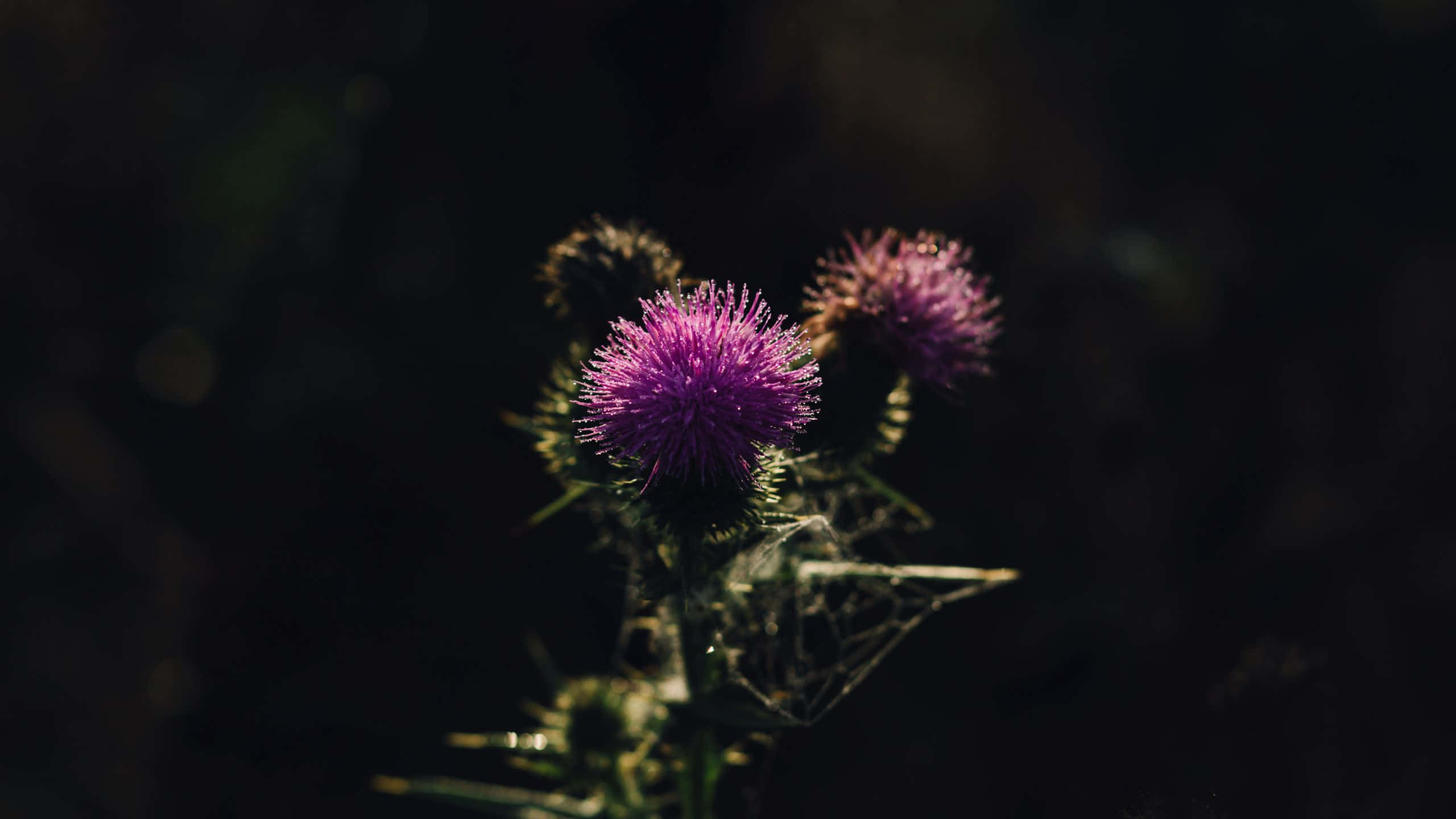 thistle flower, vibrant purple, dark blurred background, 2K Desktop Wallpaper