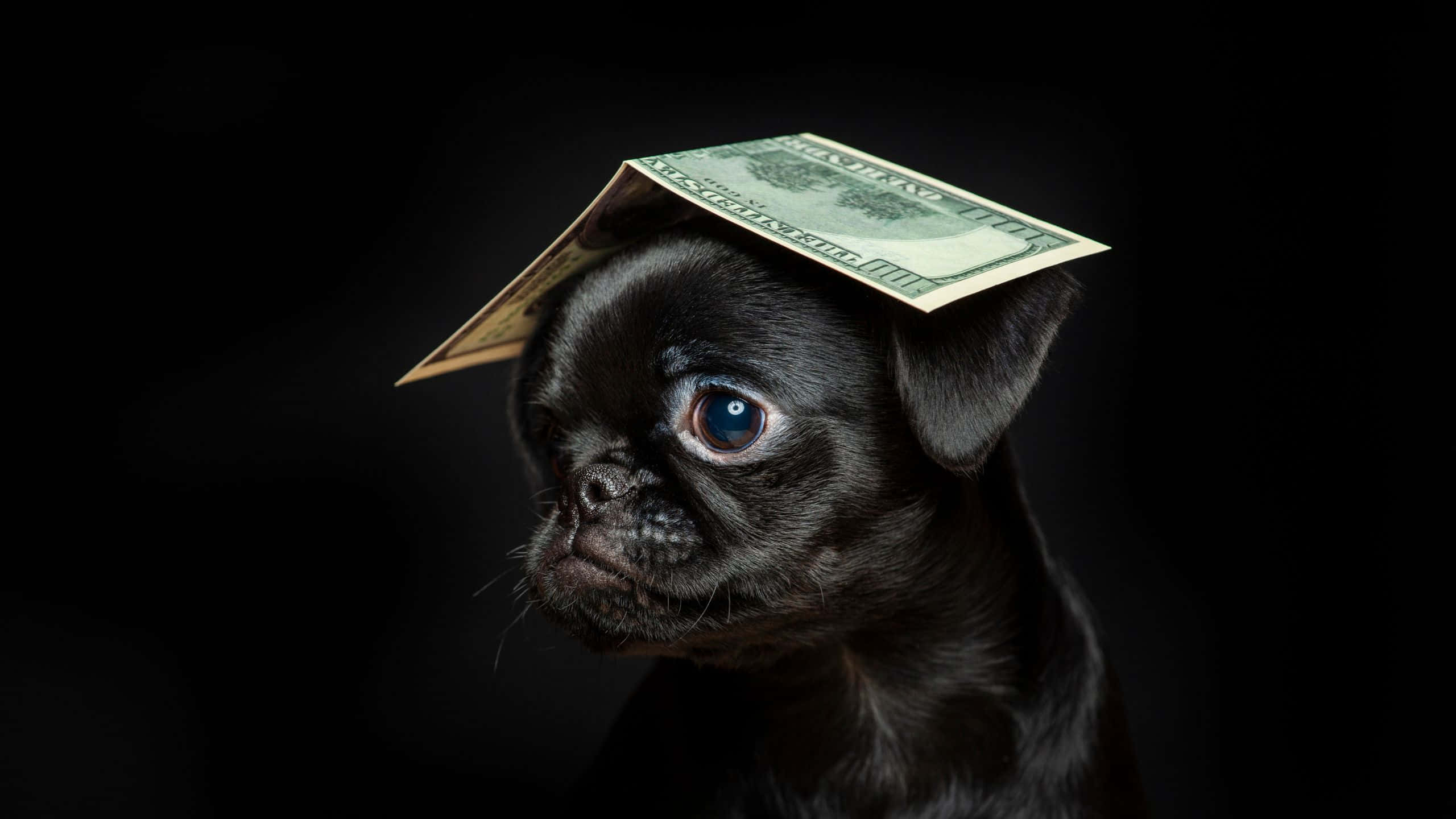 black pug, single blue eye, dollar bill, 2K Desktop Wallpaper