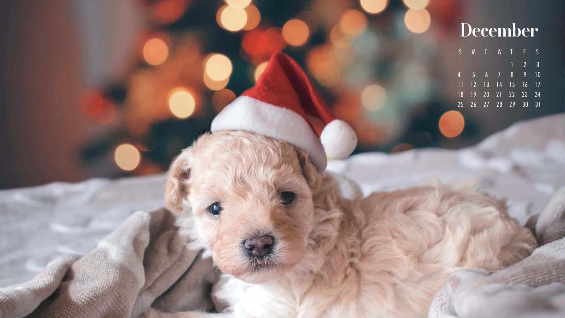 fluffy golden puppy, red Santa hat, cozy blanket, Full HD Desktop Wallpaper