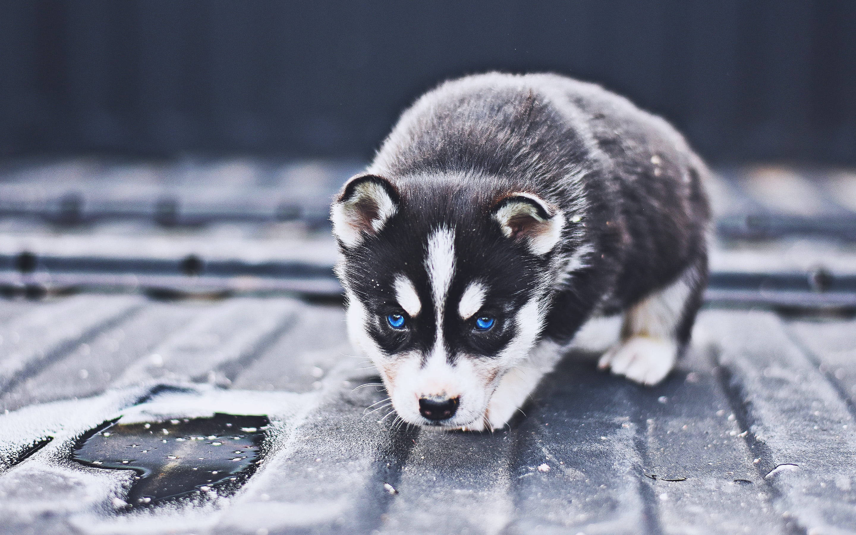 crouching black husky puppy, piercing blue eyes, black white fur, 2K Desktop Wallpaper