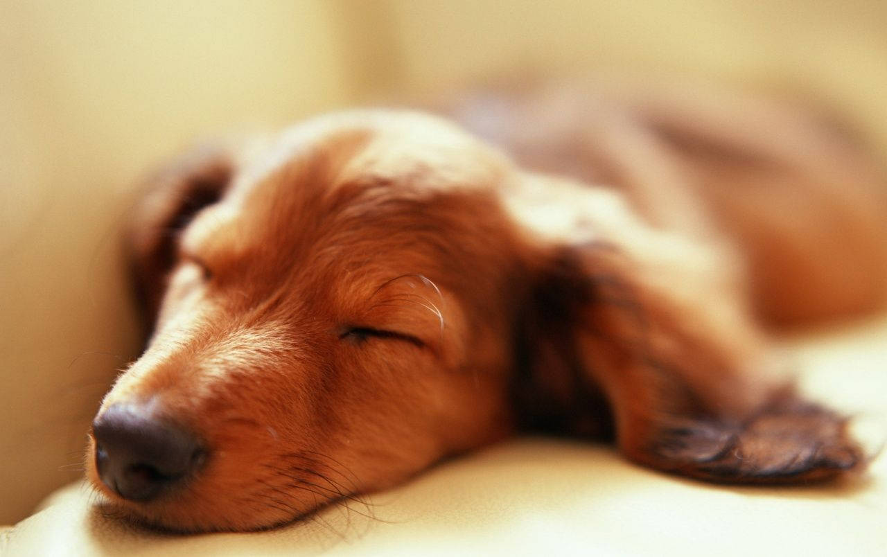 sleeping dog, reddish-brown puppy, closed eyes, HD Desktop Wallpaper