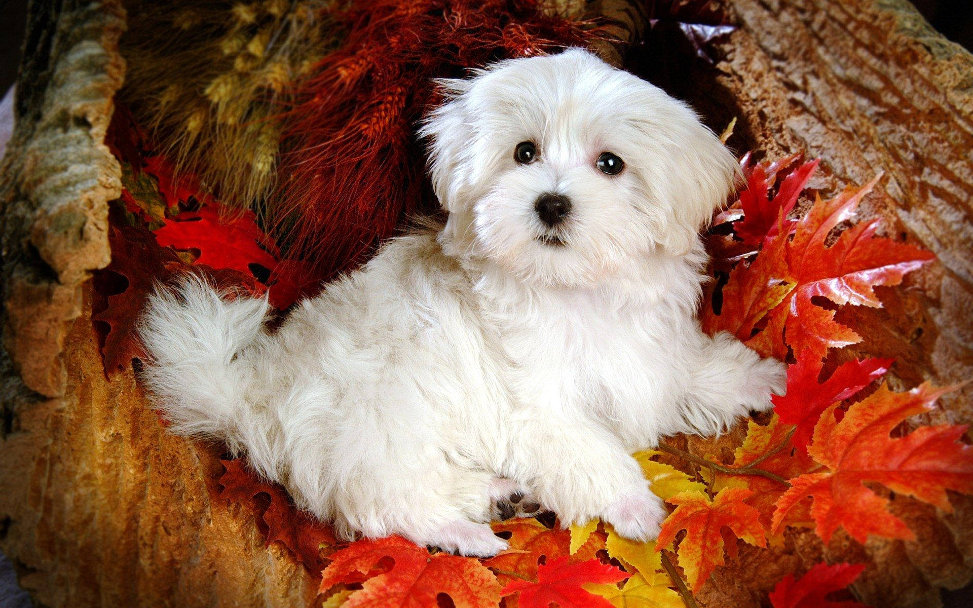 fluffy white puppy, vibrant red and orange autumn leaves, hollow tree trunk, Full HD Desktop Wallpaper