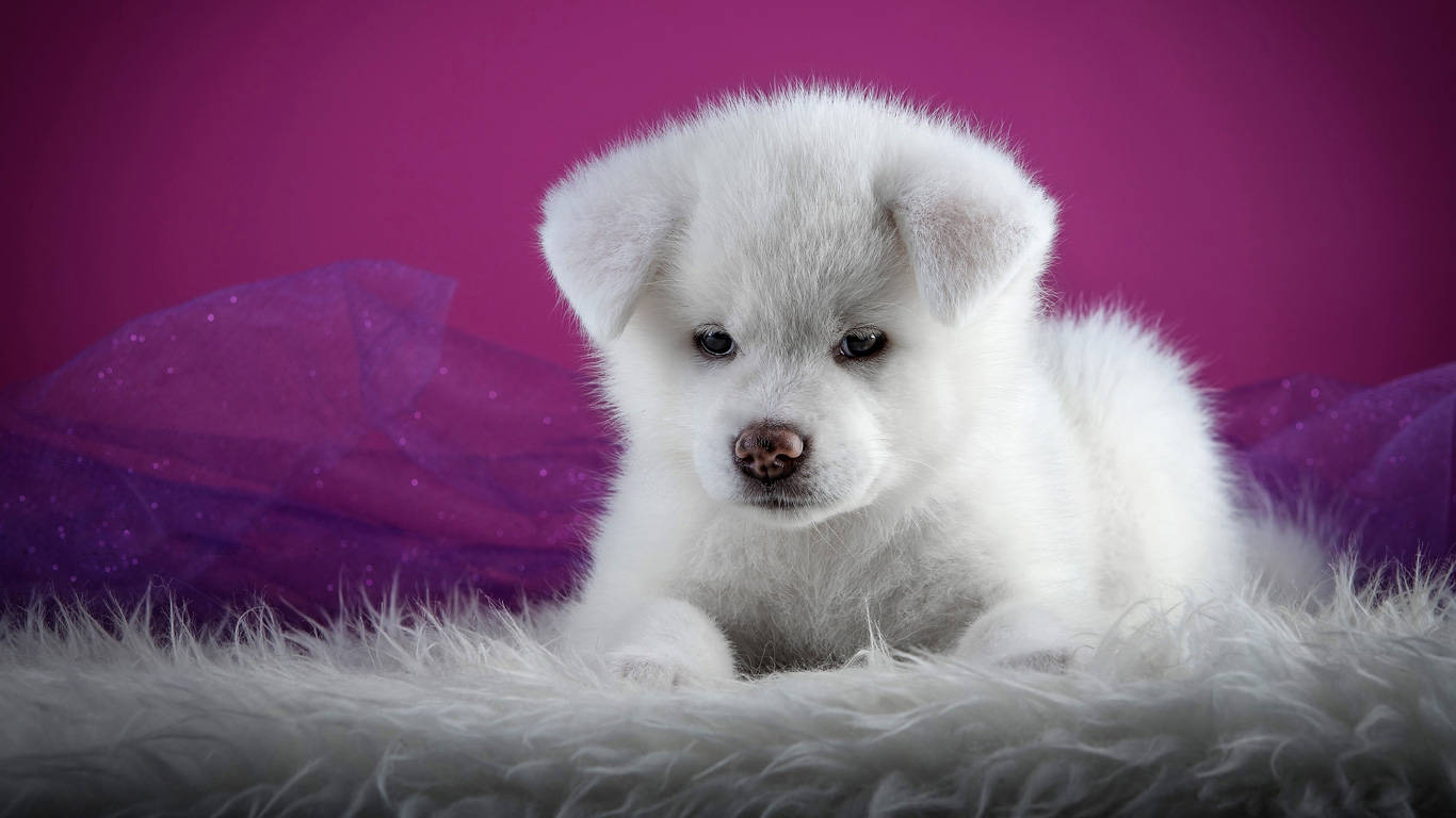 white Akita puppy, dark eyes, soft white fur blanket, HD Desktop Wallpaper