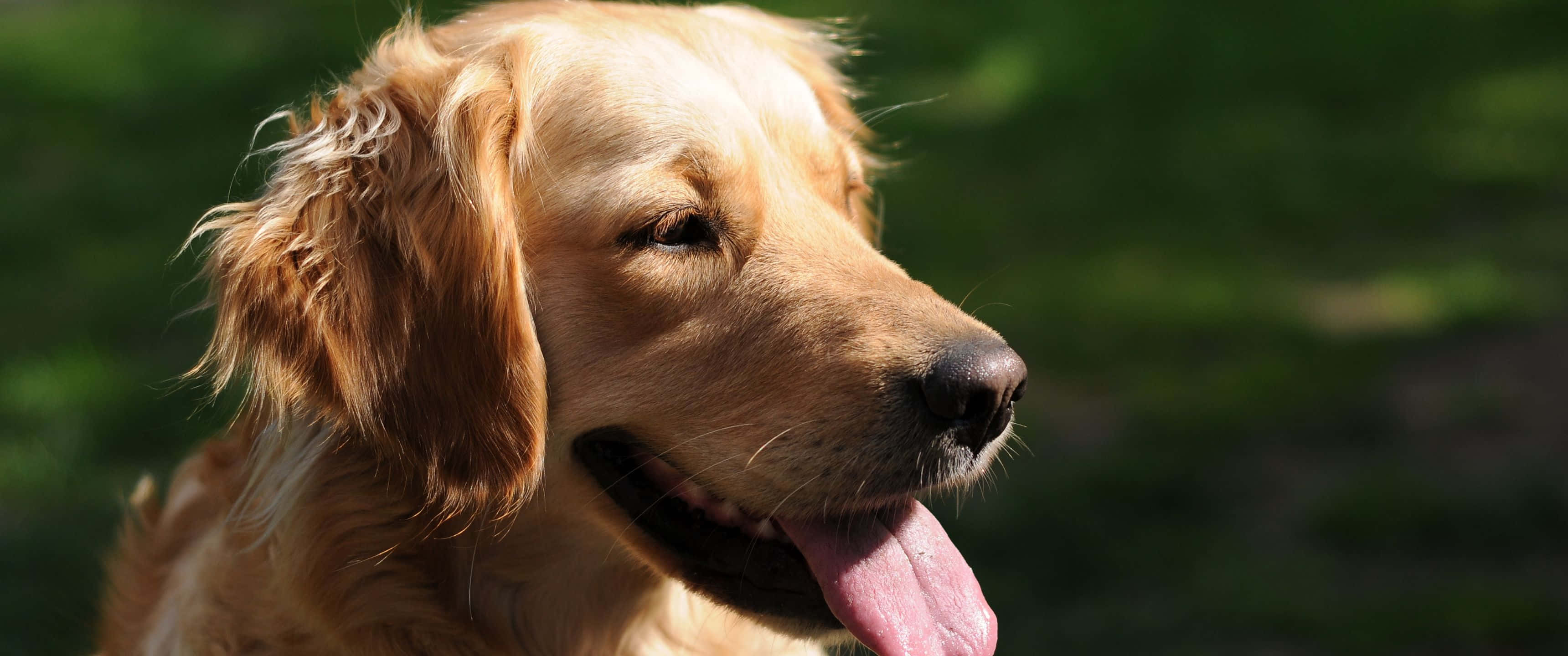 golden retriever, happy expression, tongue out, 2K Desktop Wallpaper