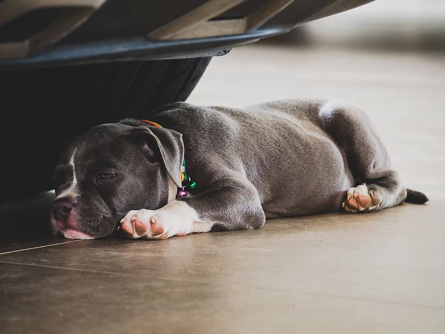 pit bull puppy, gray, colorful collar, SD Desktop Wallpaper