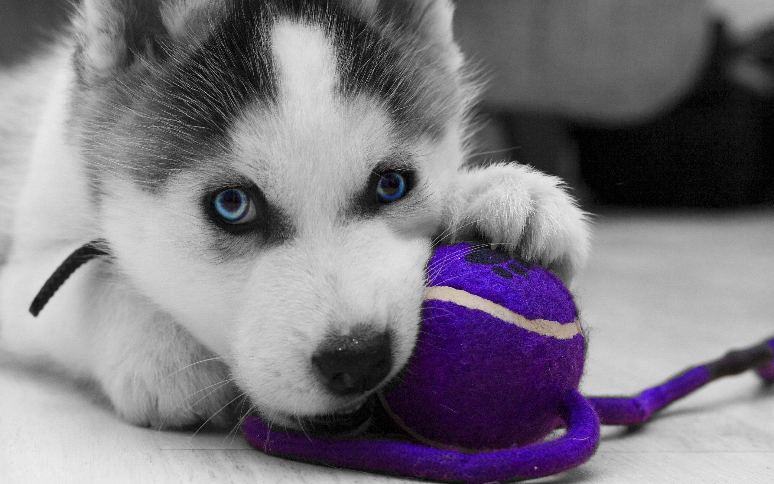 husky puppy, black and white, striking blue eyes, 2K Desktop Wallpaper