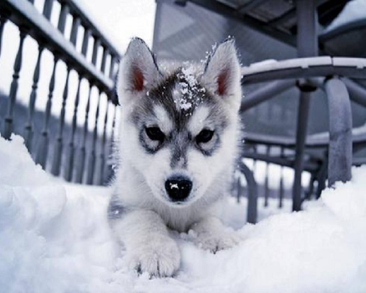 husky puppy, snowflakes, deep snow, HD Desktop Wallpaper