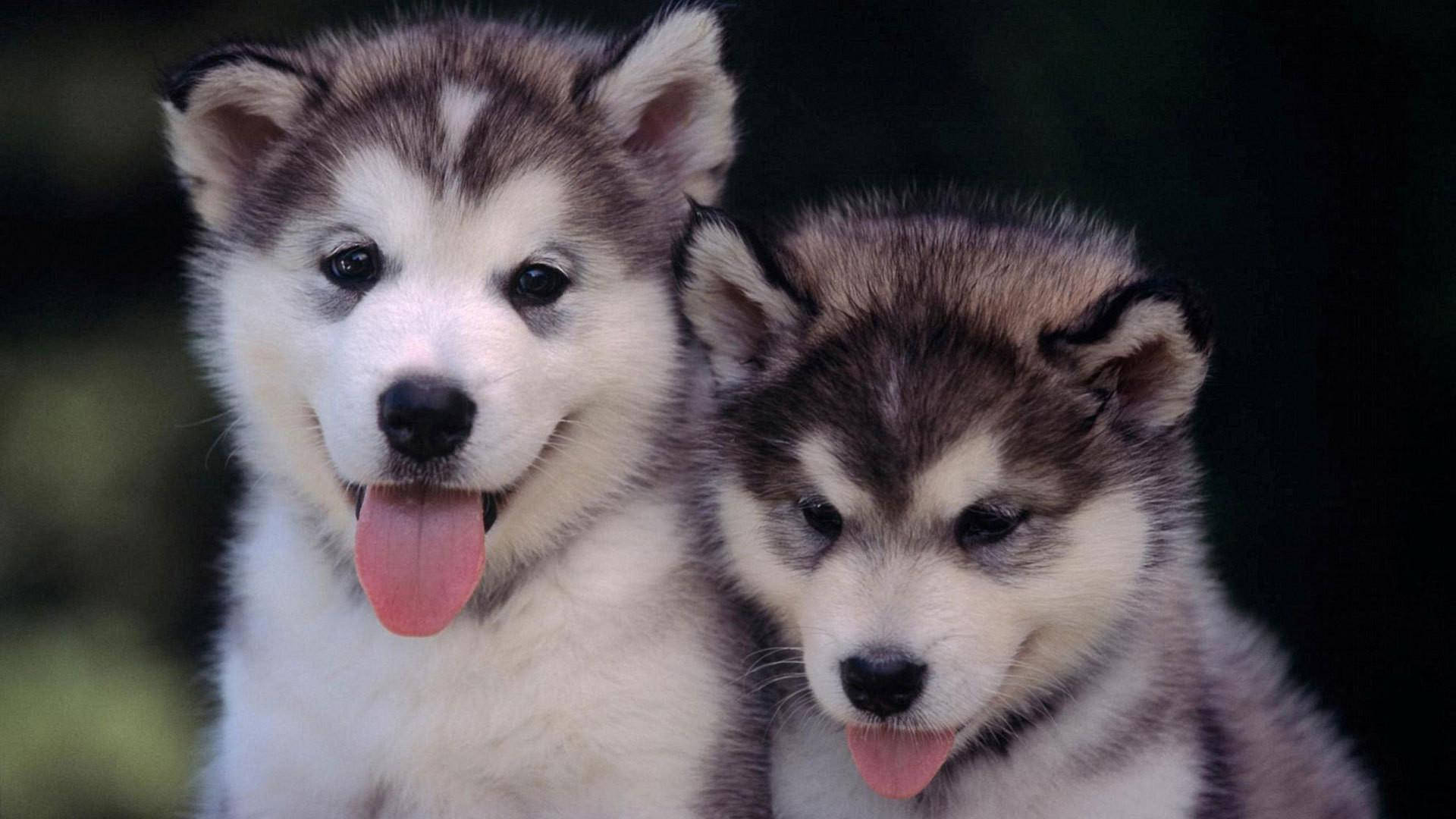 husky puppy, fluffy gray and white fur, panting happily, Full HD Desktop Wallpaper