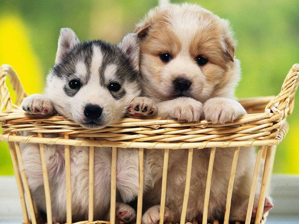 golden retriever husky puppy, woven basket, gray and white, SD Desktop Wallpaper
