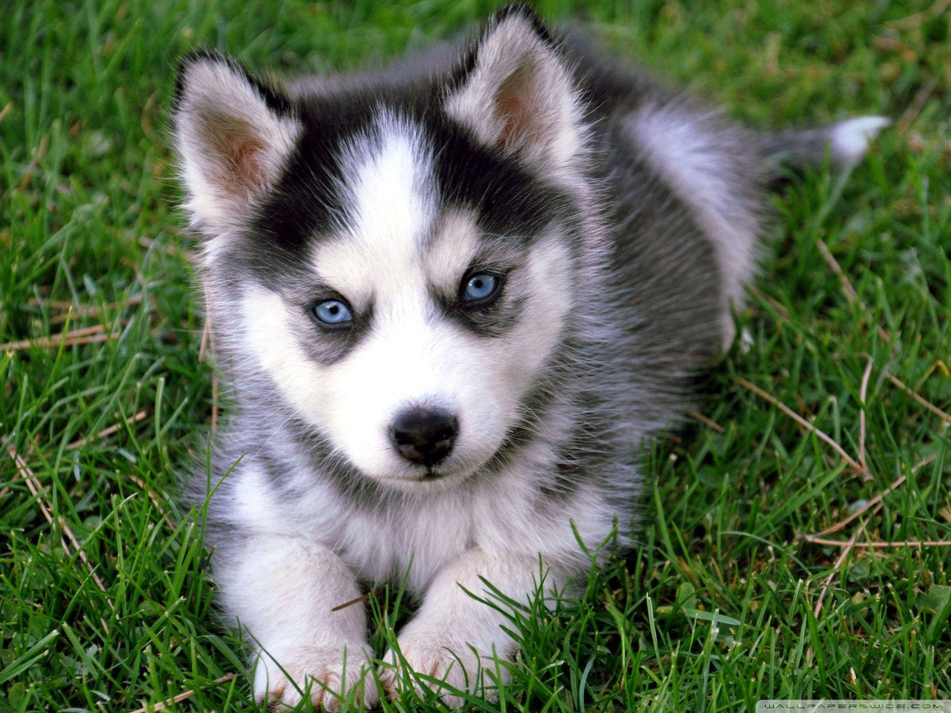 husky puppy, blue eyes, vibrant green grass, Full HD Desktop Wallpaper