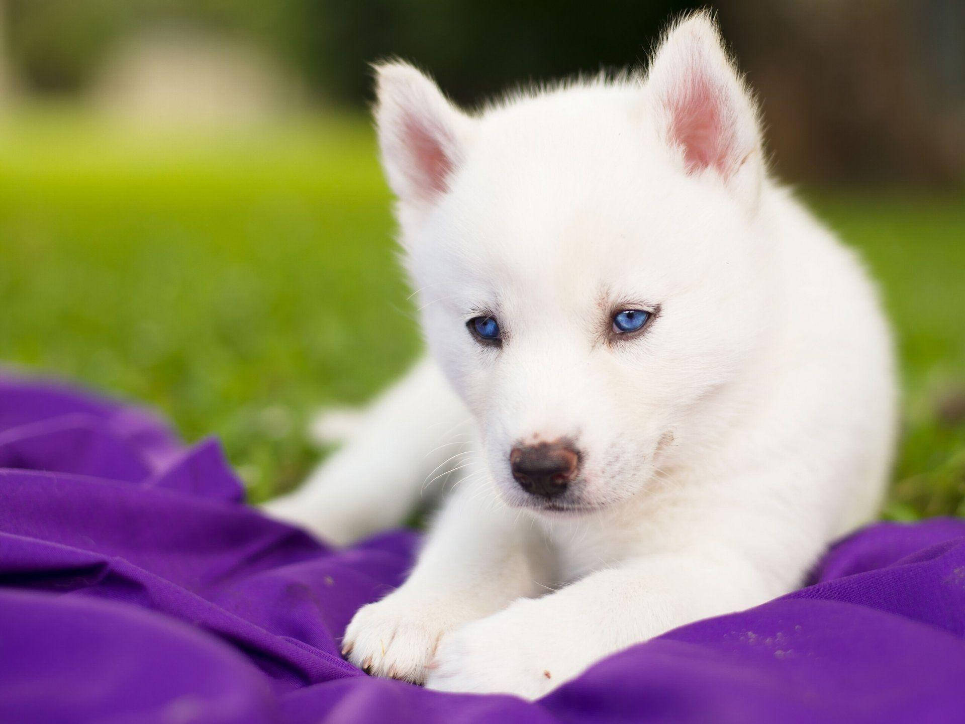 blue eyed white husky puppy, vibrant purple blanket, soft green grass background, Full HD Desktop Wallpaper