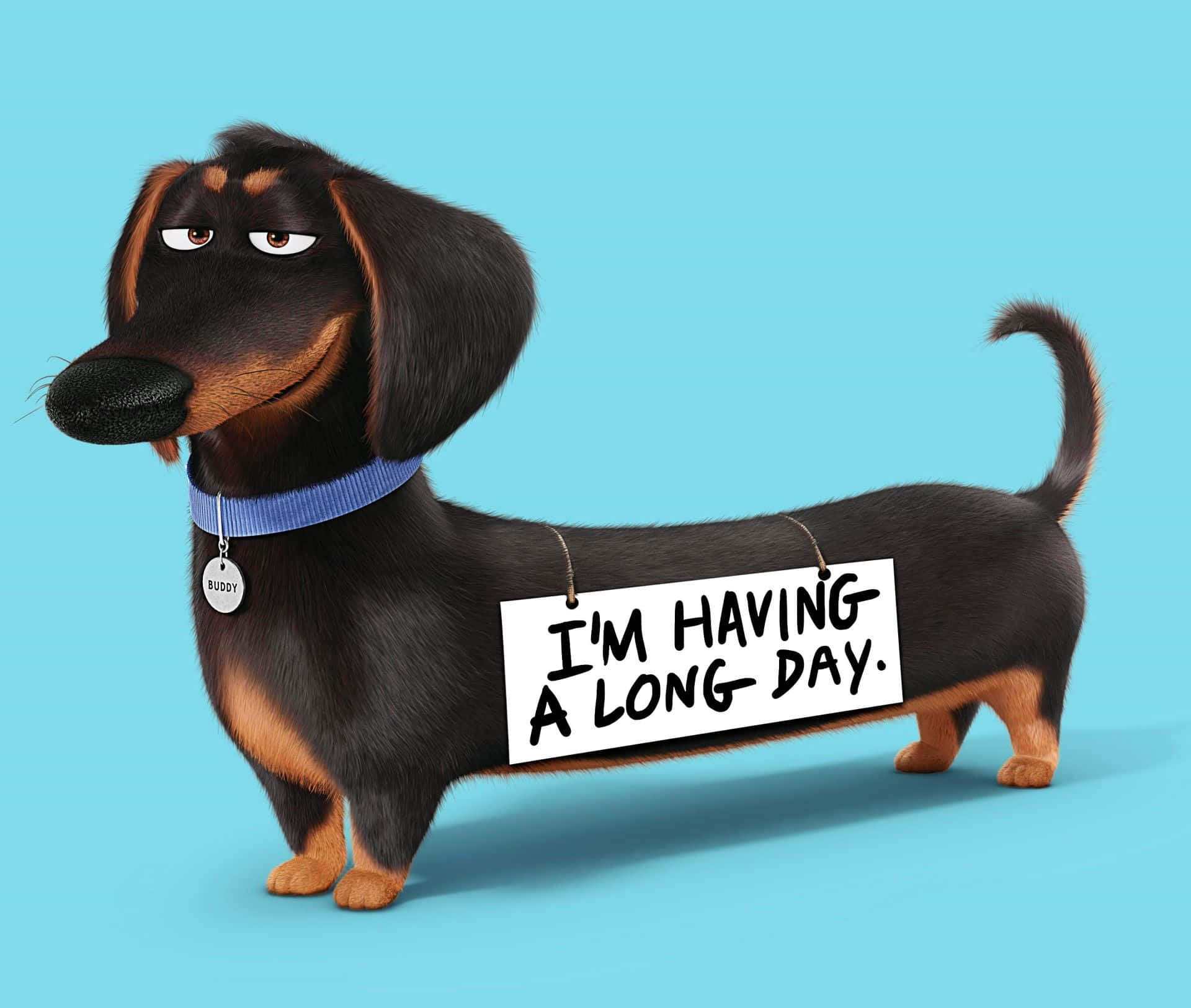 dachshund, I'M HAVING A LONG DAY, solid blue background, Full HD Desktop Wallpaper