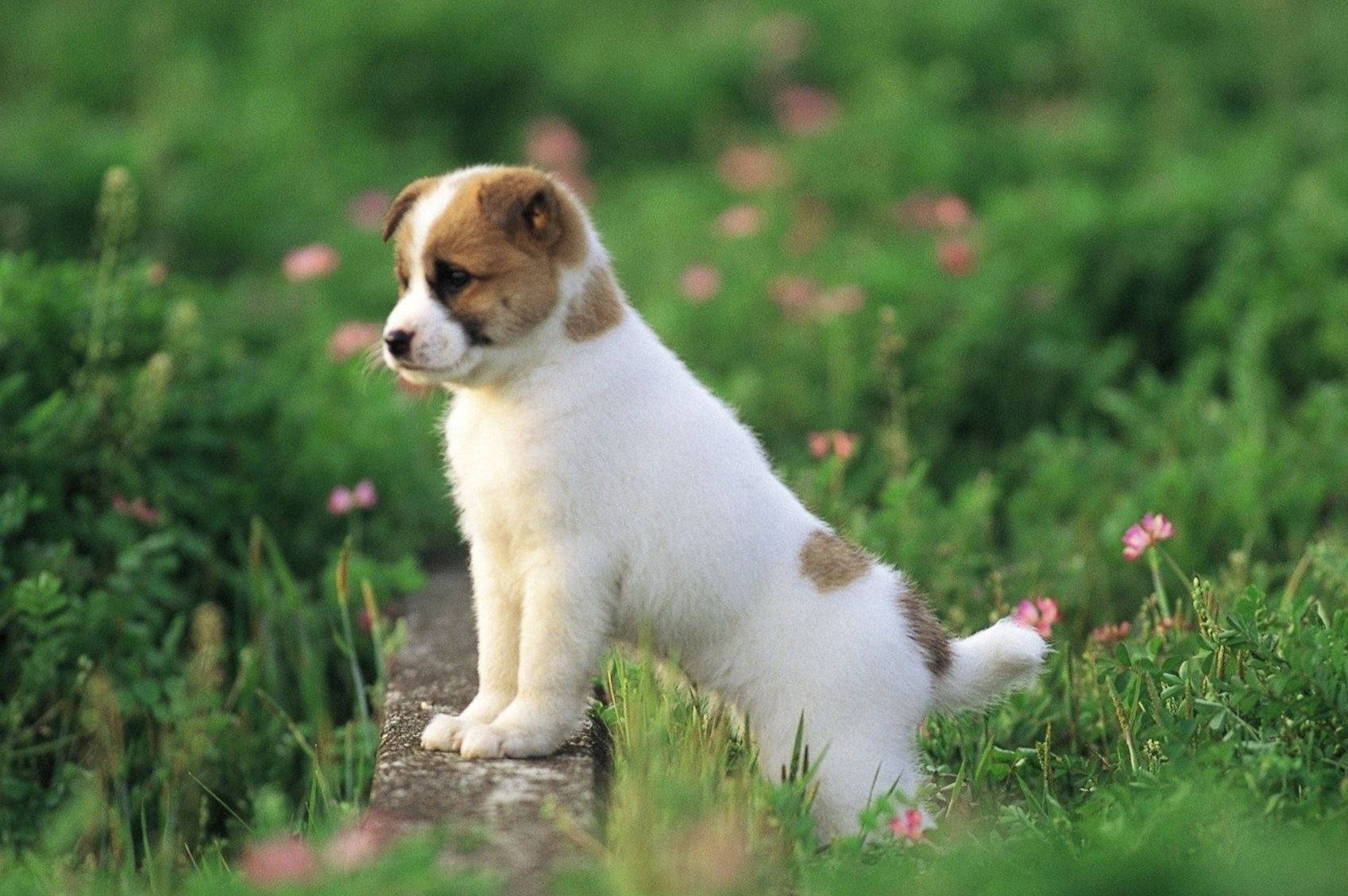 puppy, white and brown, stone path, HD Desktop Wallpaper