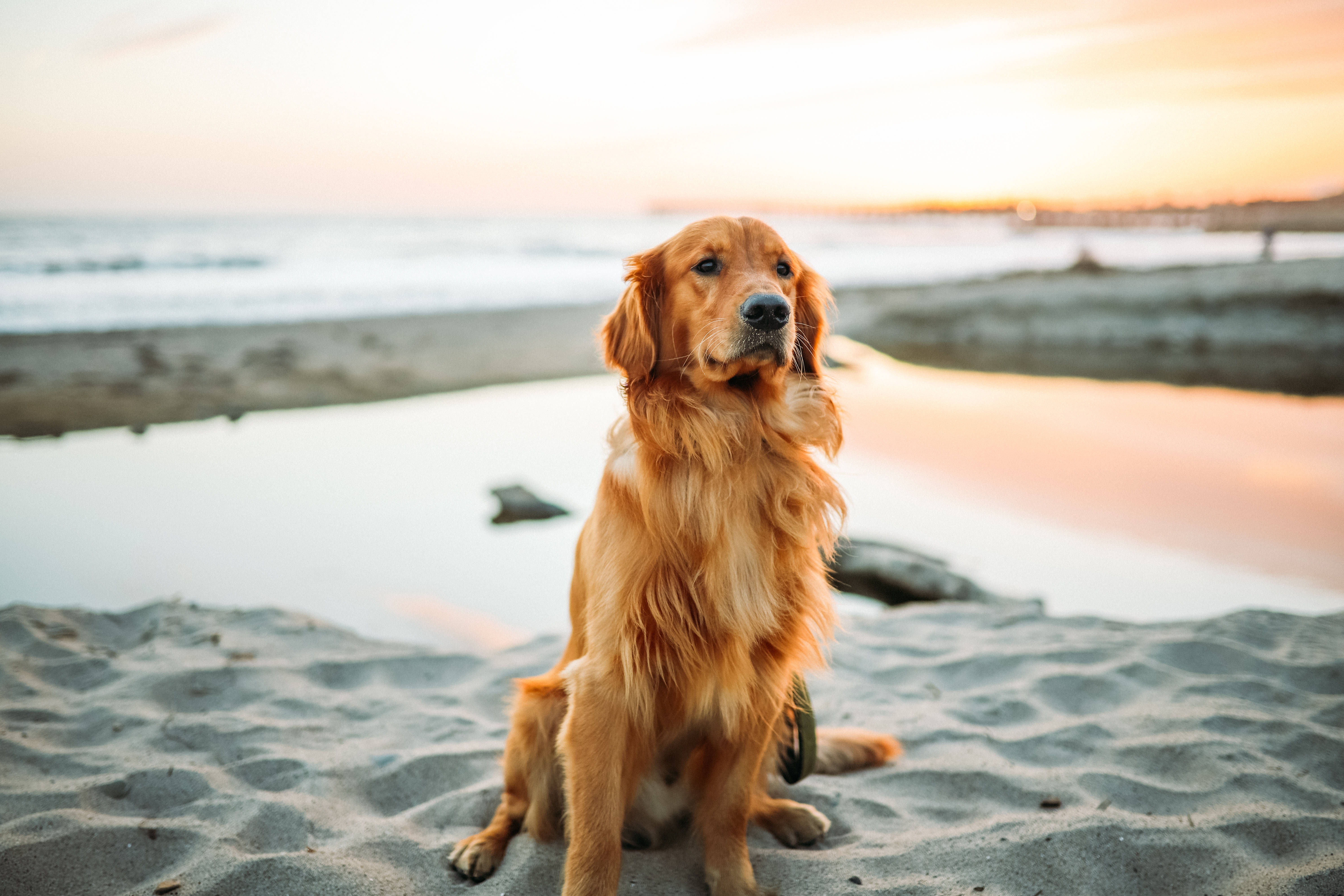 golden retriever, beach, sunset, 5K Desktop Wallpaper