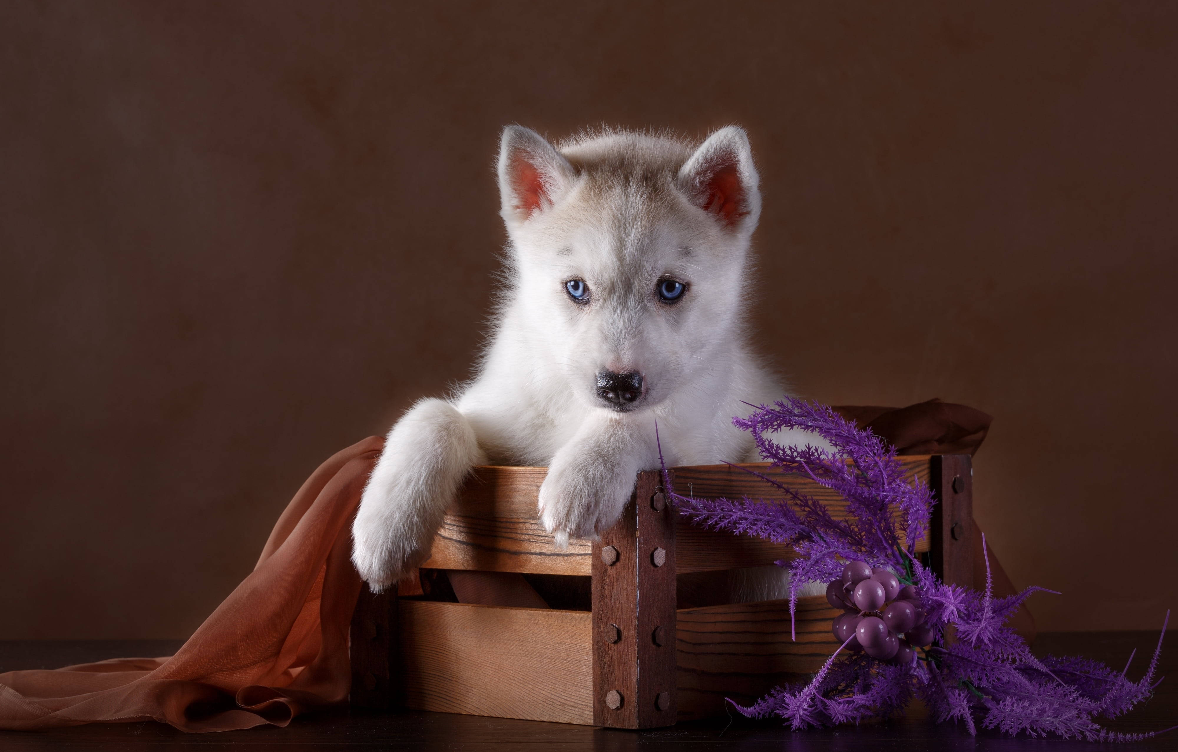 husky puppy, brown, fluffy white husky puppy, 4K Desktop Wallpaper