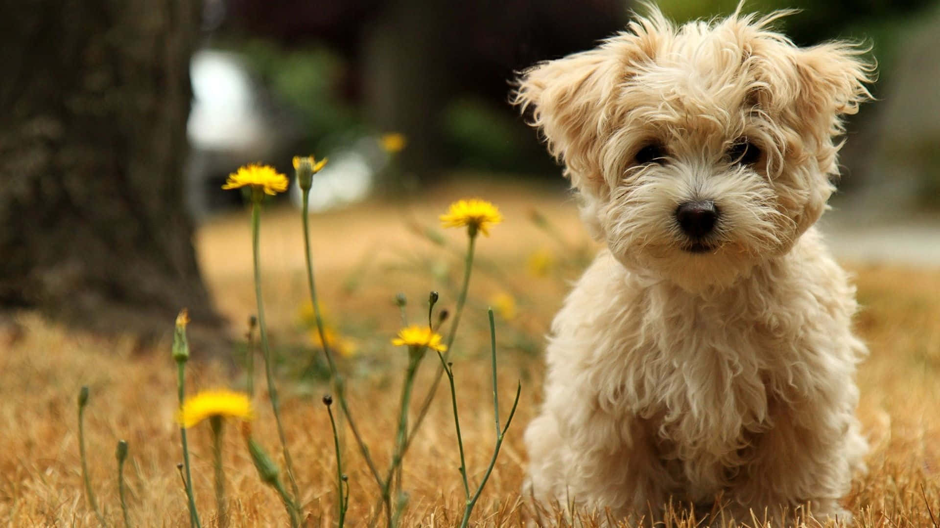fluffy cream-colored puppy, golden grass, yellow dandelions, Full HD Desktop Wallpaper