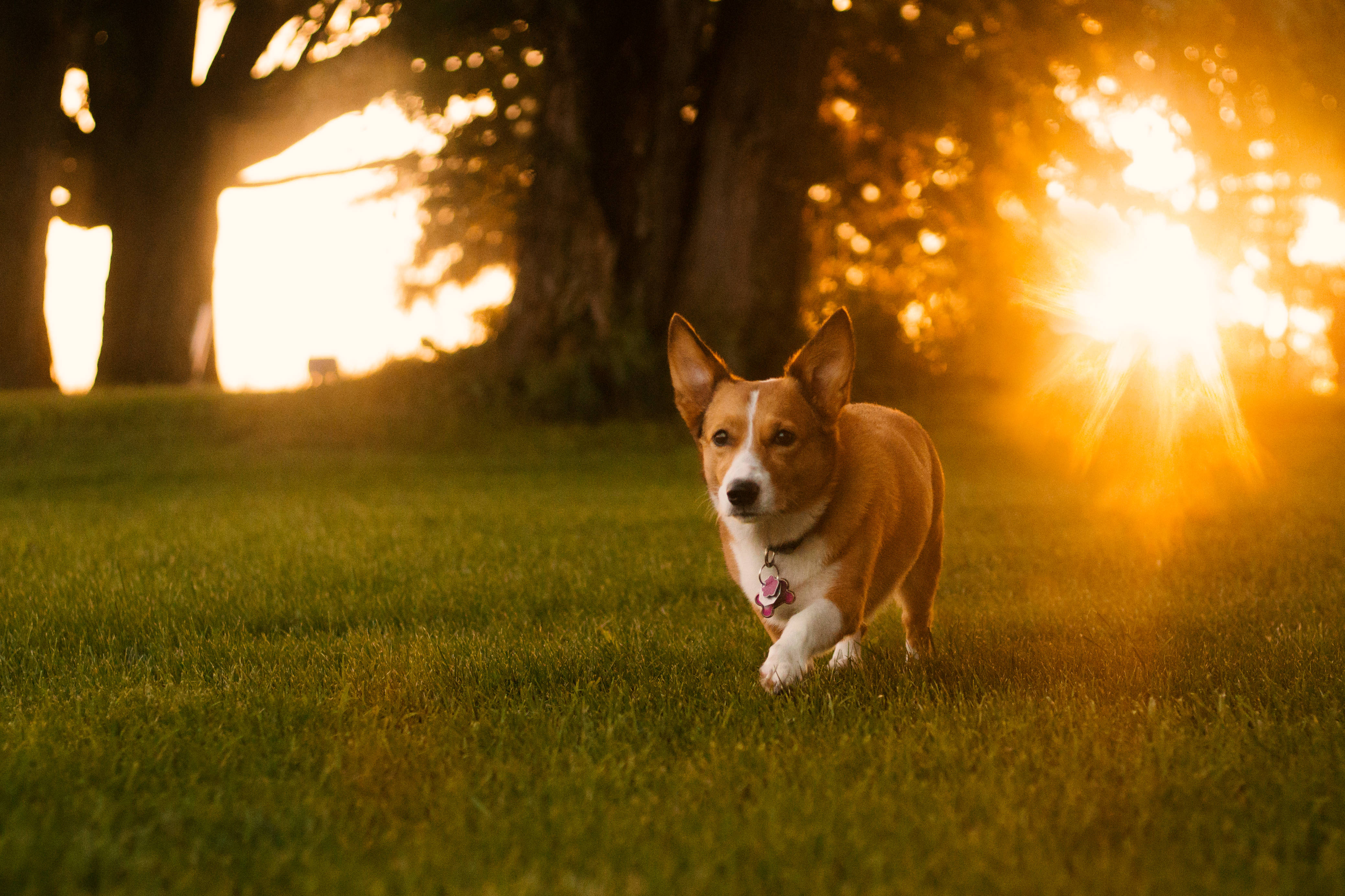 corgi, field, sunlight, 4K Desktop Wallpaper