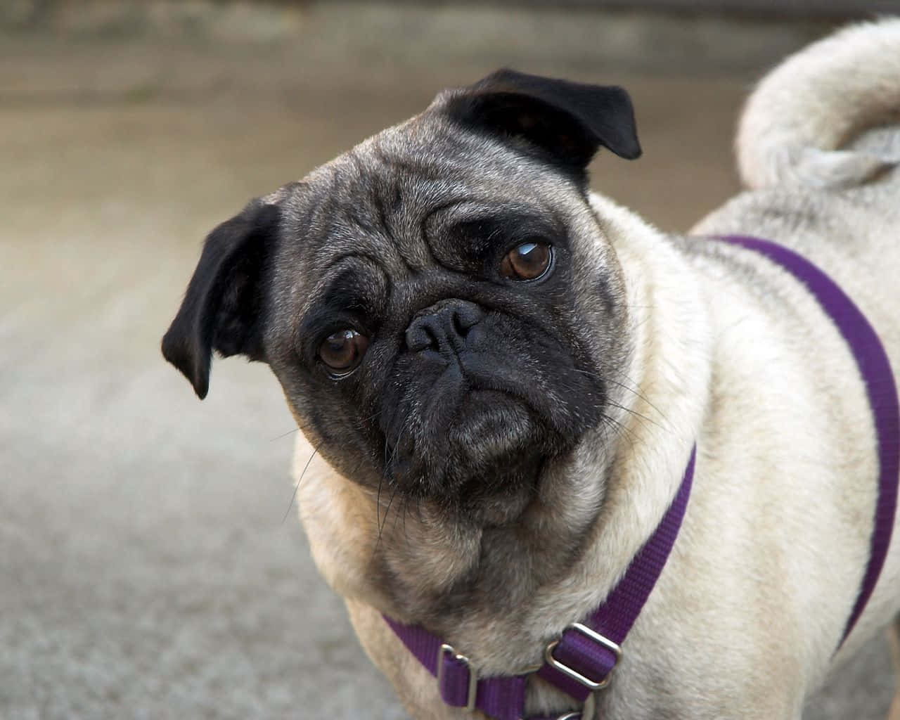 fawn pug, wrinkled face, sad brown eyes, HD Desktop Wallpaper