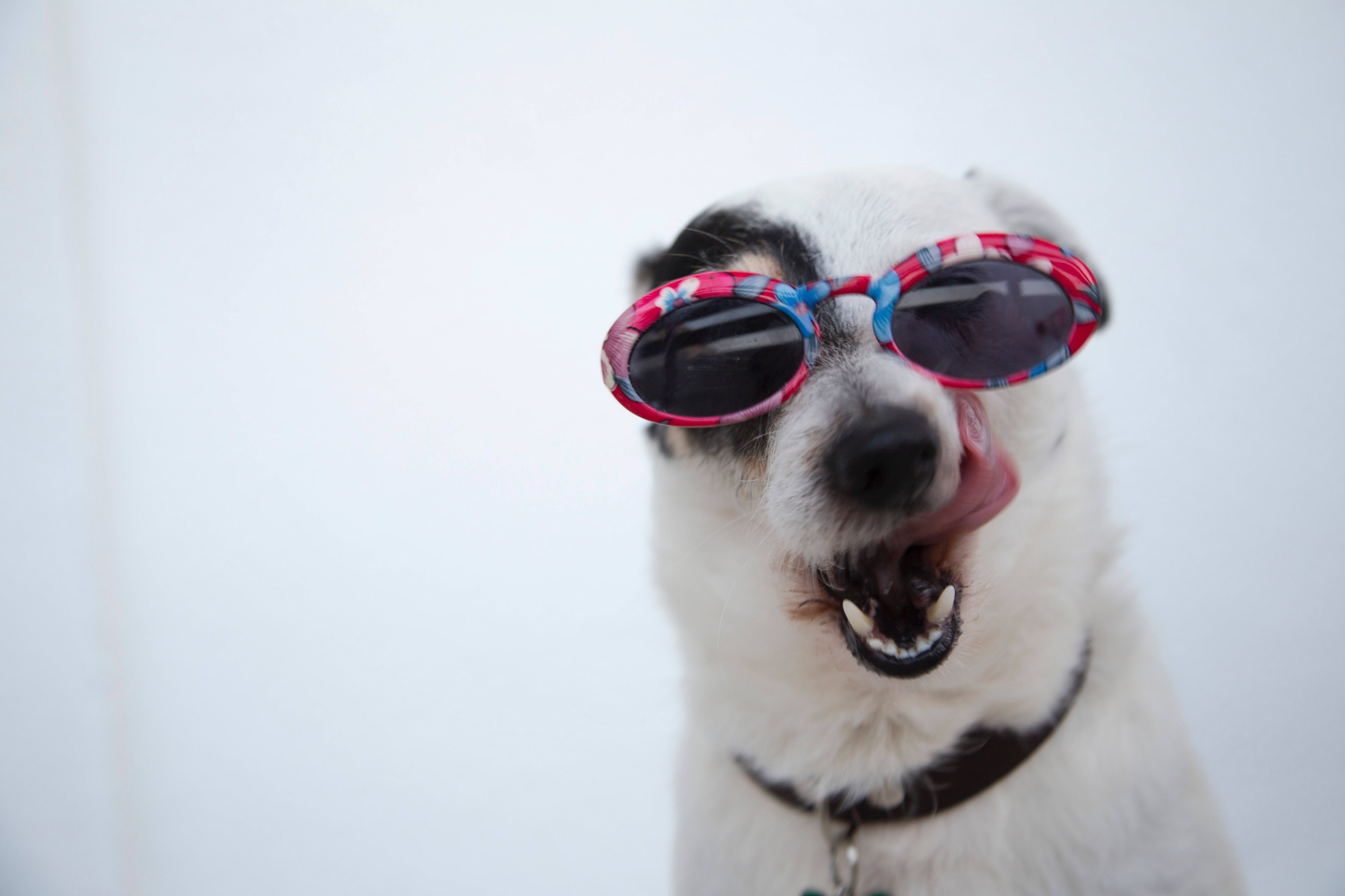 white dog, black markings, colorful sunglasses, 5K Desktop Wallpaper