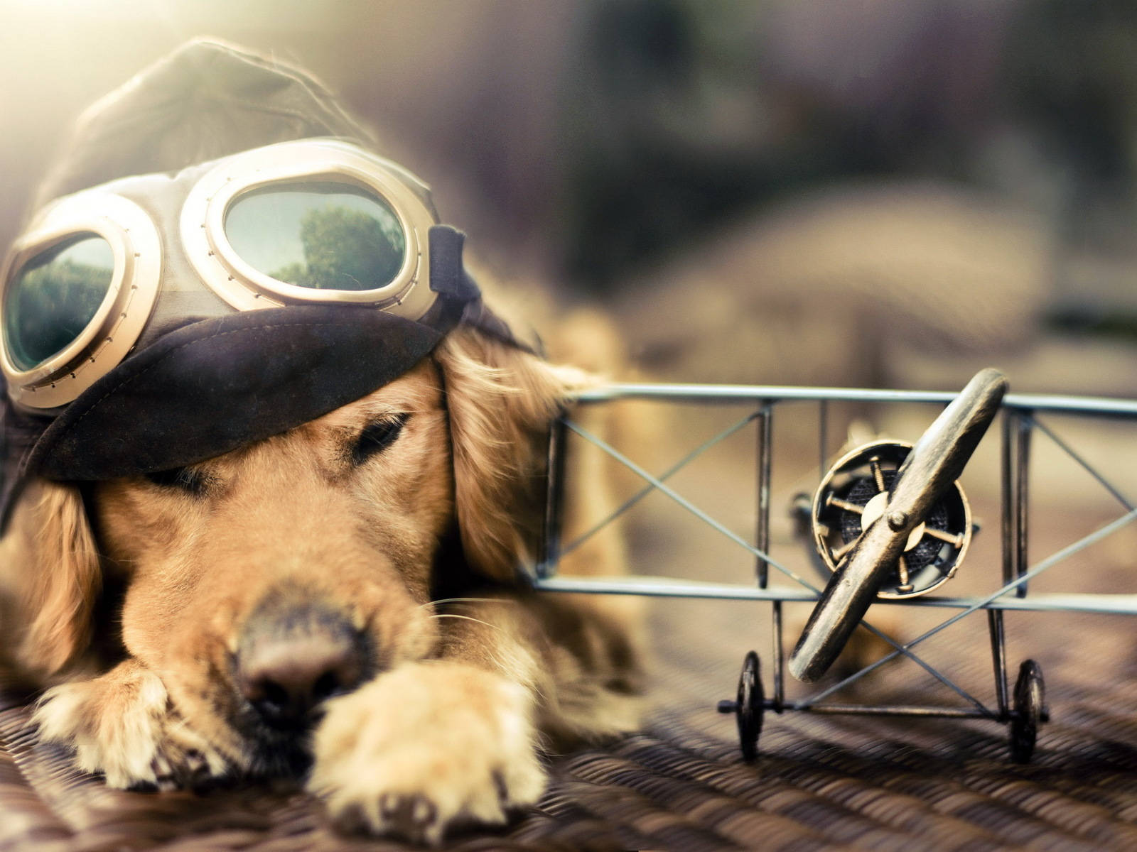 golden retriever, vintage aviator goggles, cap, HD Desktop Wallpaper