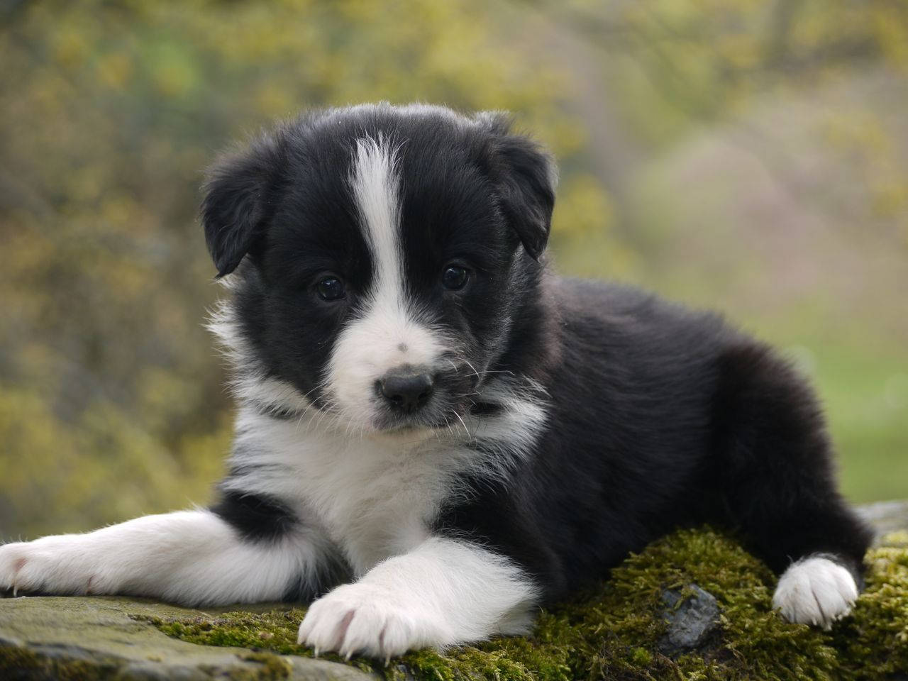 black and white border collie puppy, mossy stone, soft green foliage, HD Desktop Wallpaper