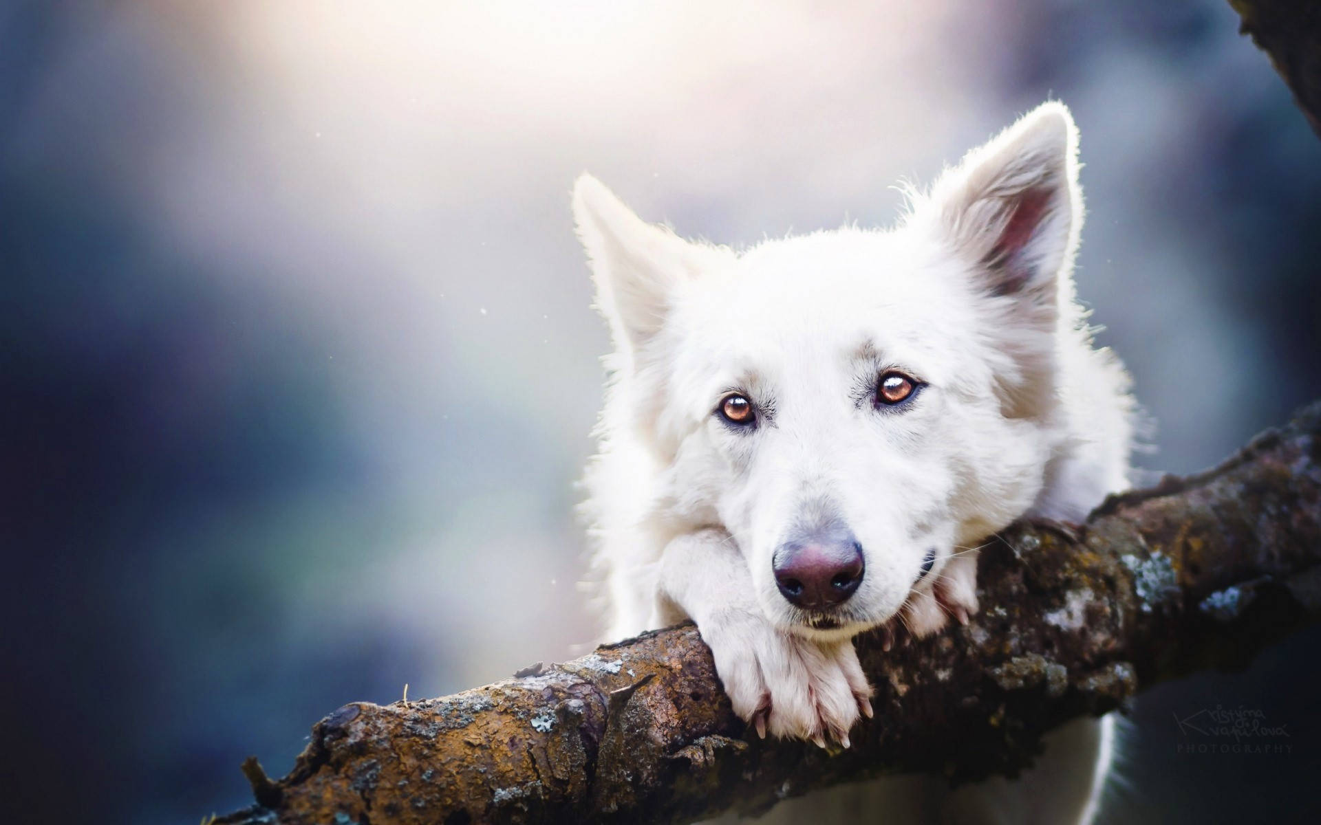 white dog, amber eyes, mossy branch, Full HD Desktop Wallpaper