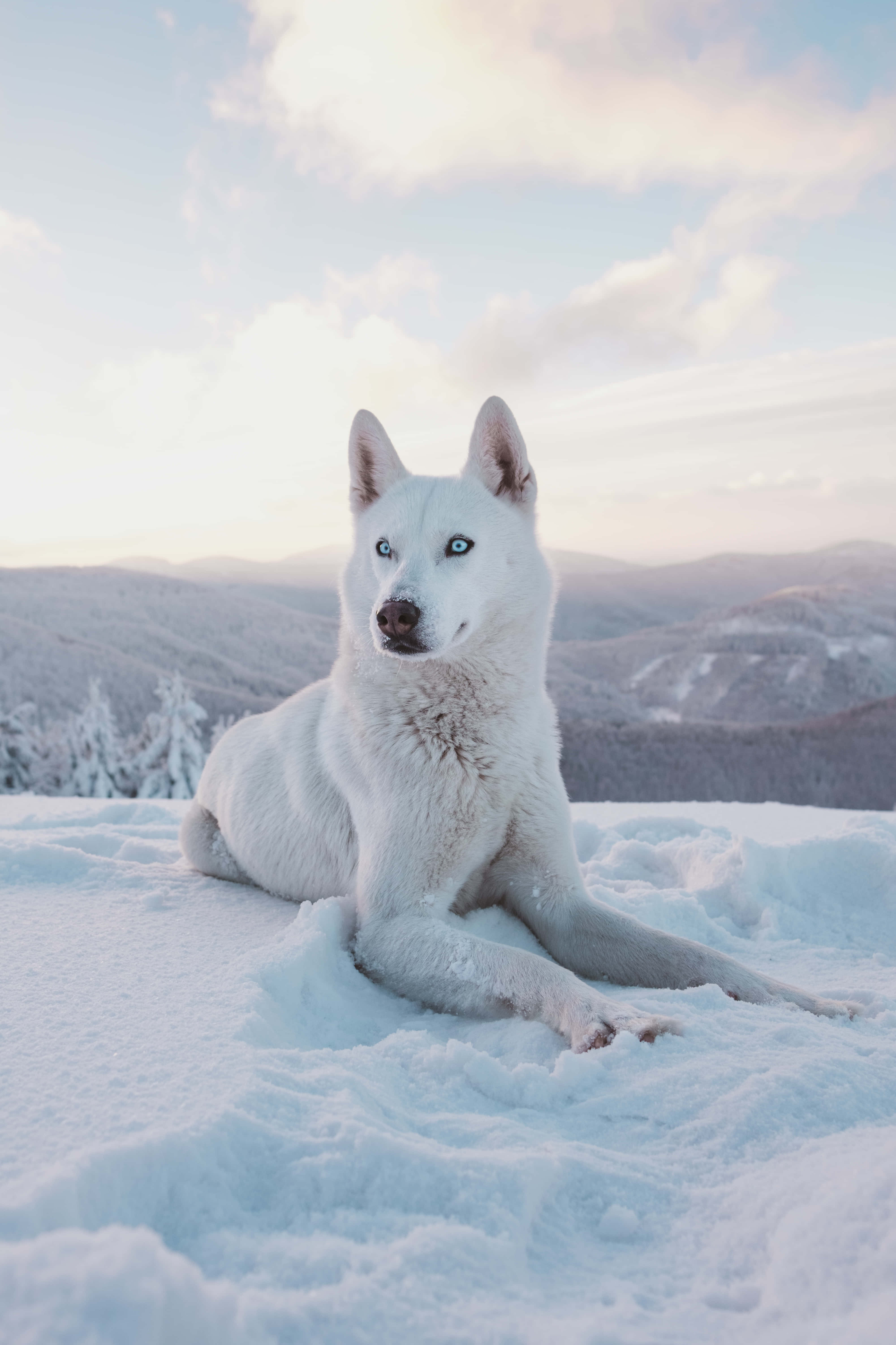 pure white siberian husky, snowy mountain range, sunrise, 5K Phone Wallpaper