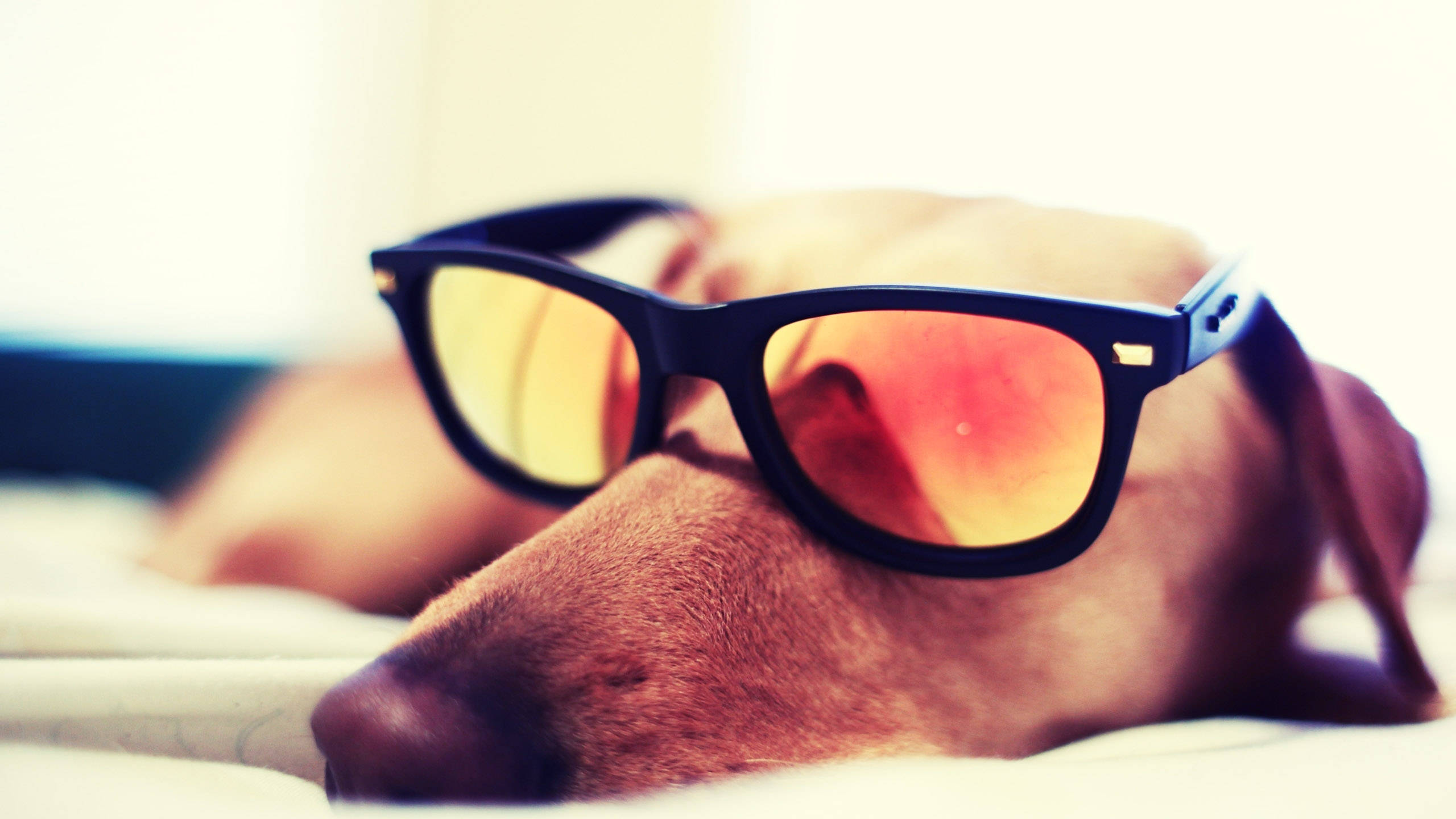 dachshund, black sunglasses, reflective orange lenses, 2K Desktop Wallpaper