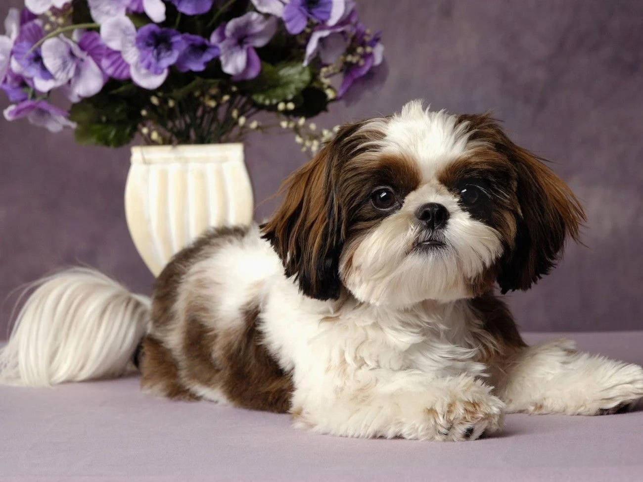 Shih Tzu puppy, floral vase, purple flowers, HD Desktop Wallpaper
