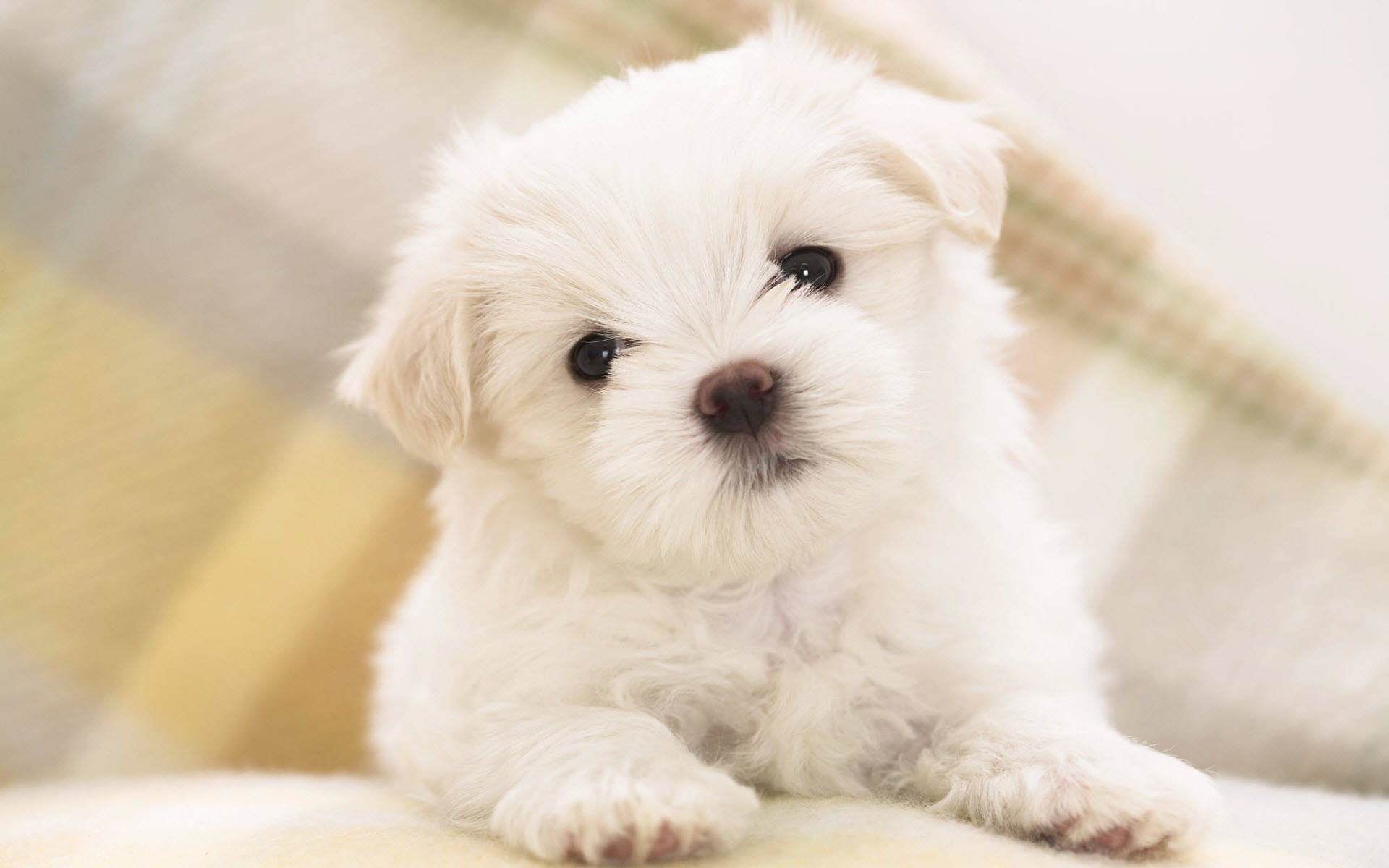 white Maltese baby dog, fluffy white puppy, big dark eyes, Full HD Desktop Wallpaper