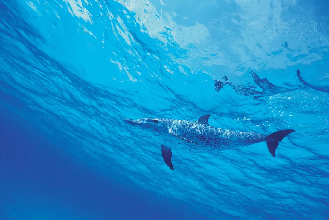 Cute Dolphin